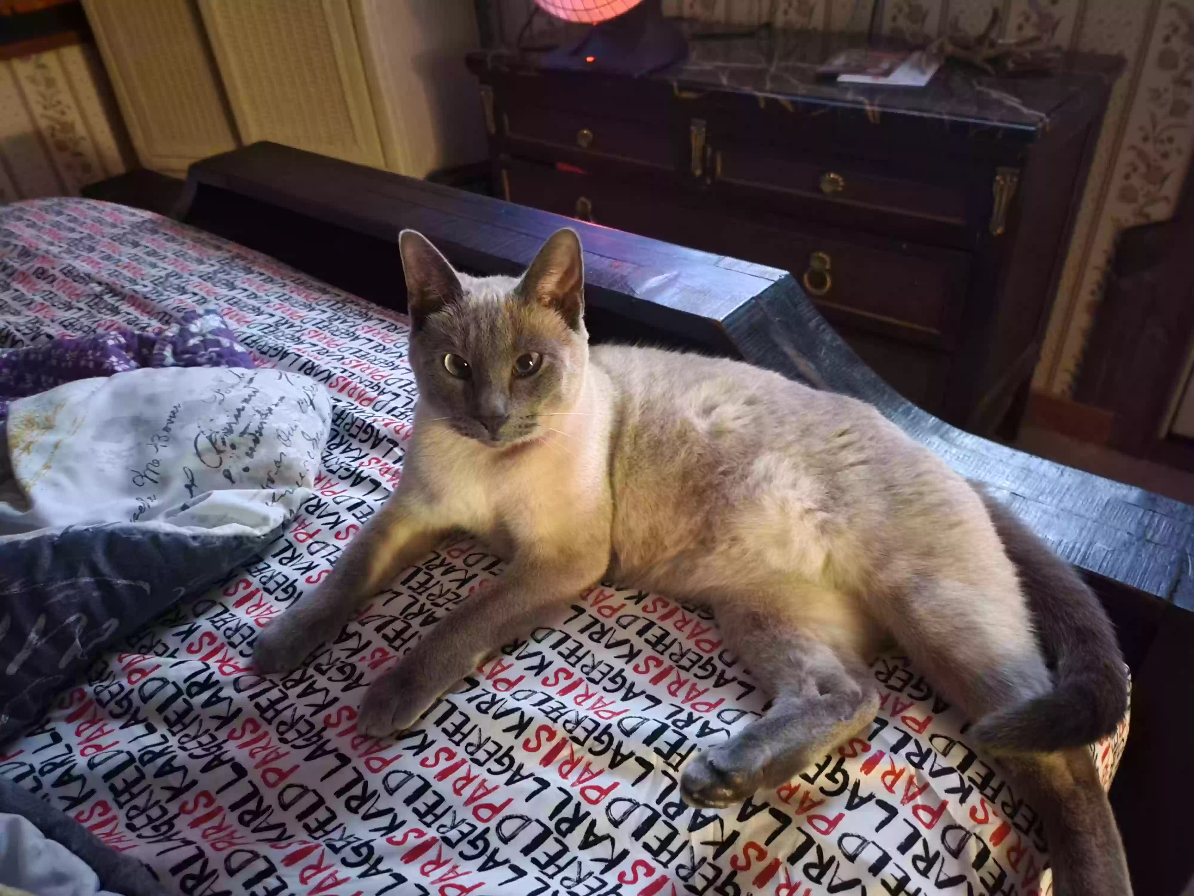 /lostandfound/images/lnfpets/original/165734_photo.webp
