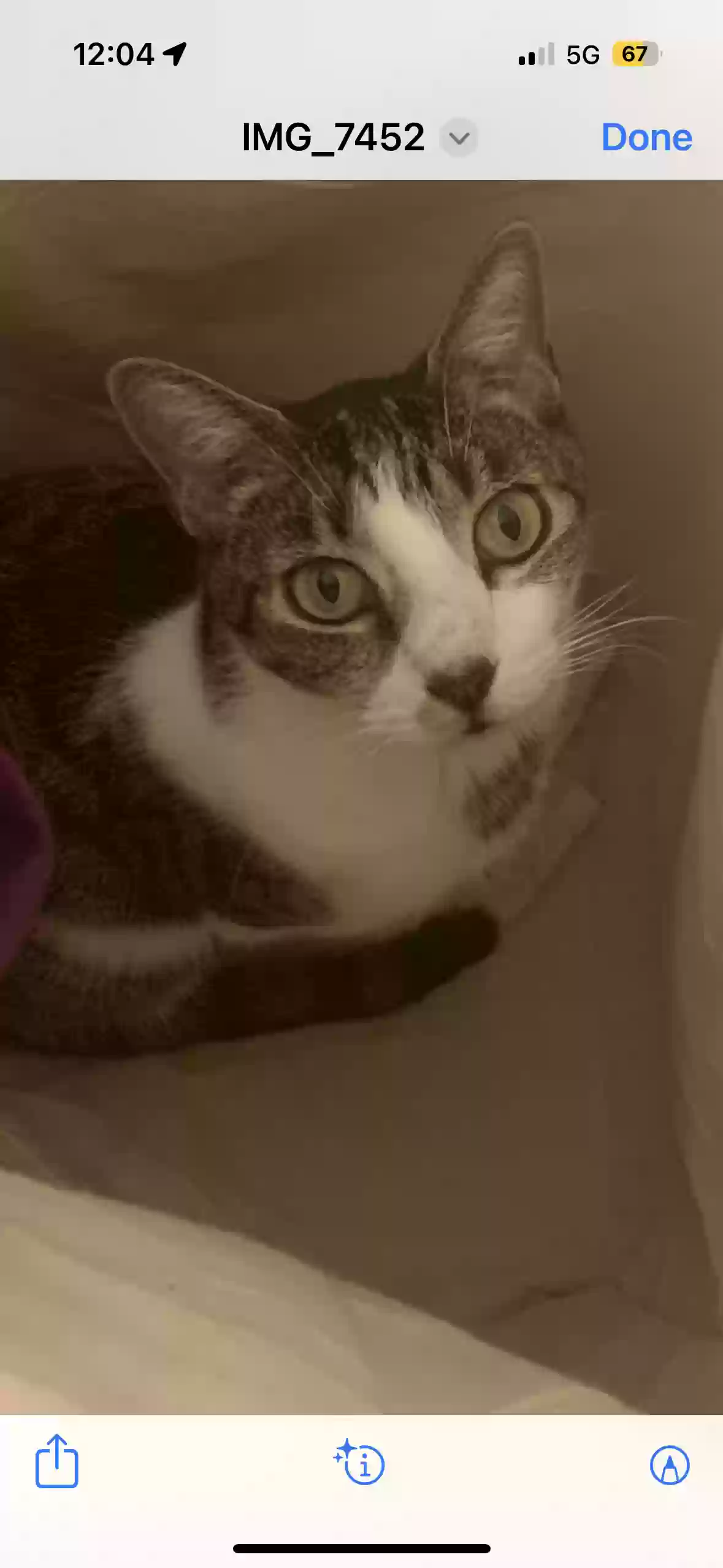 /lostandfound/images/lnfpets/original/165754_photo.webp