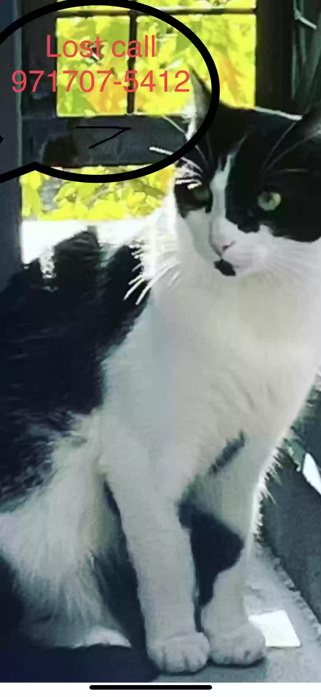 /lostandfound/images/lnfpets/original/166026_photo.webp