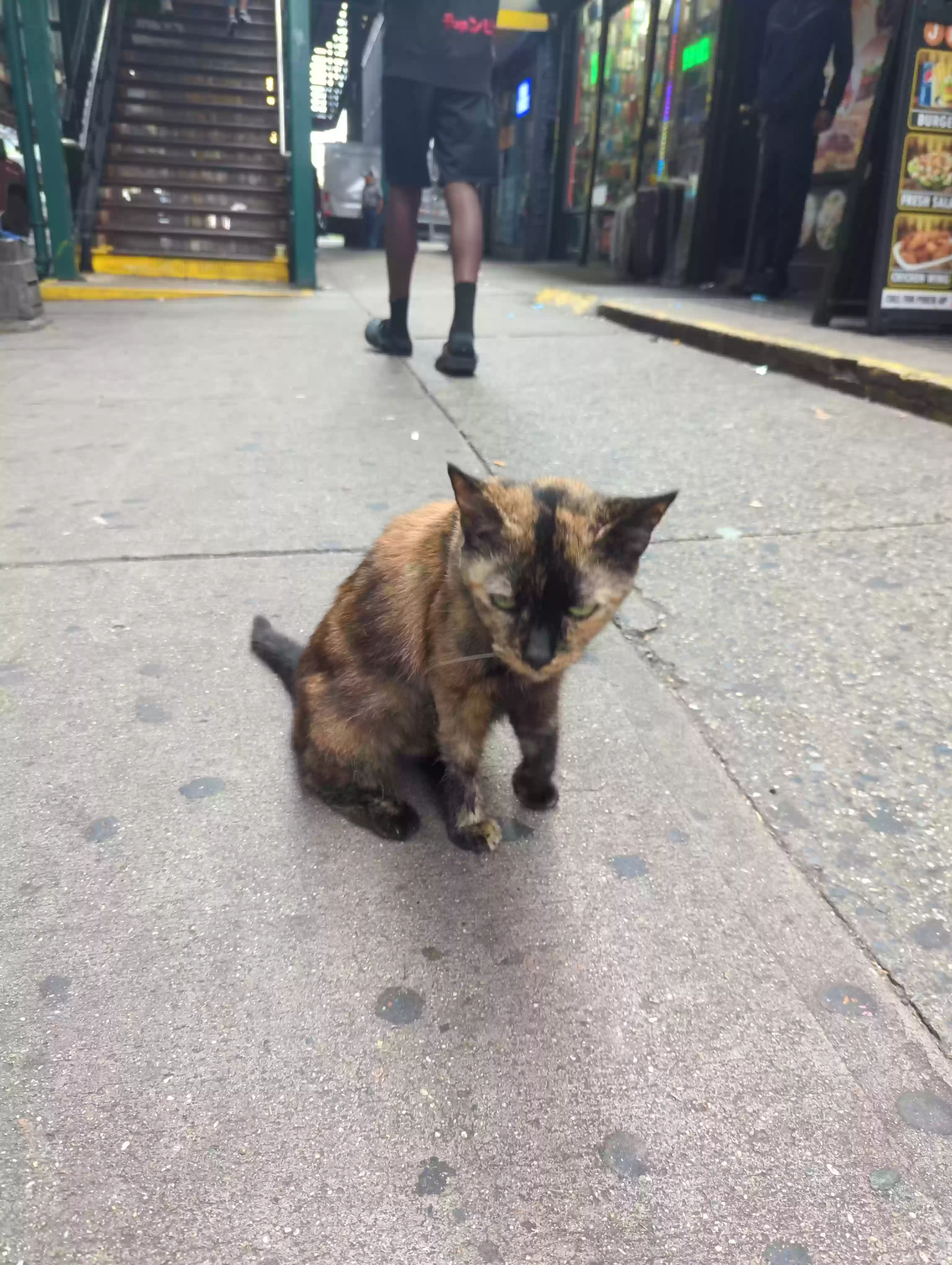 /lostandfound/images/lnfpets/original/166113_photo.webp