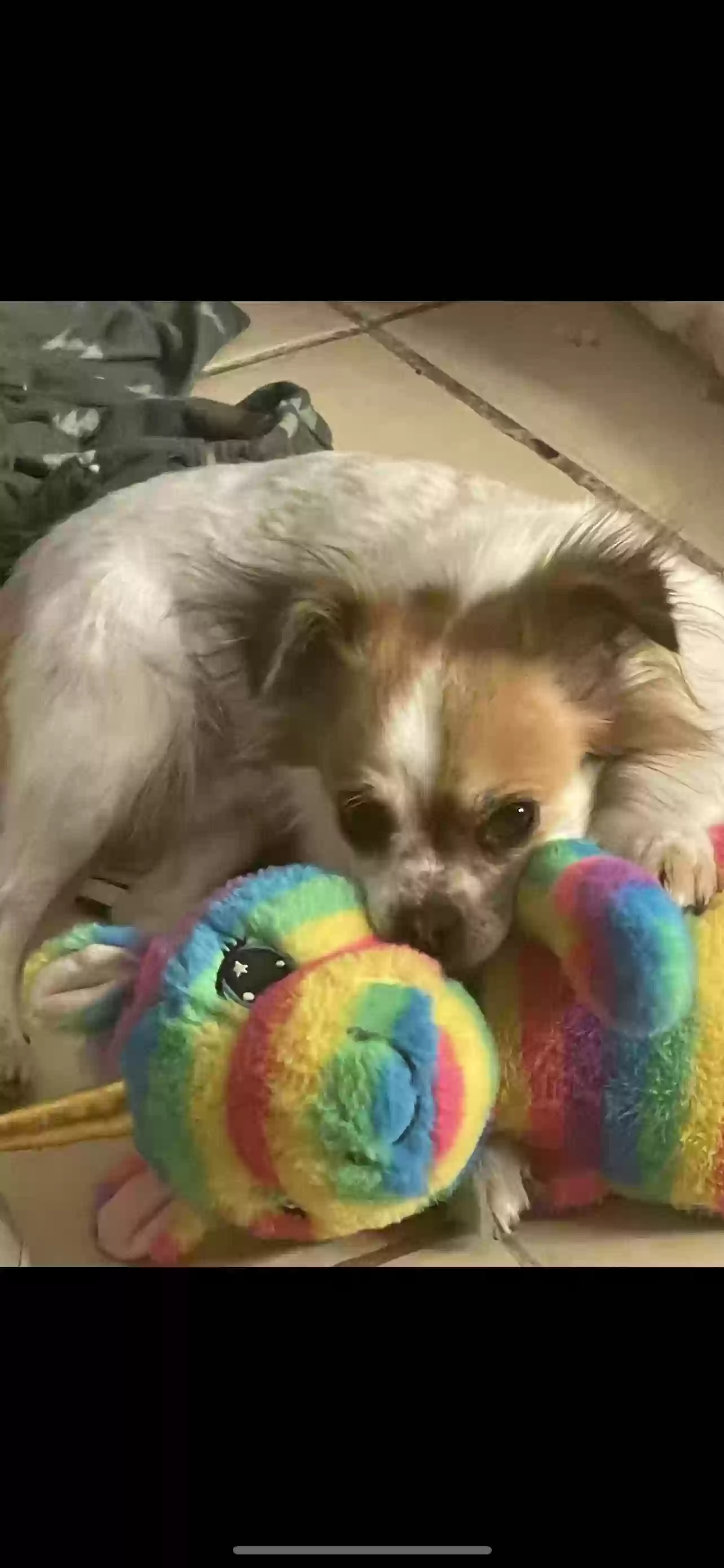 /lostandfound/images/lnfpets/original/166158_photo.webp