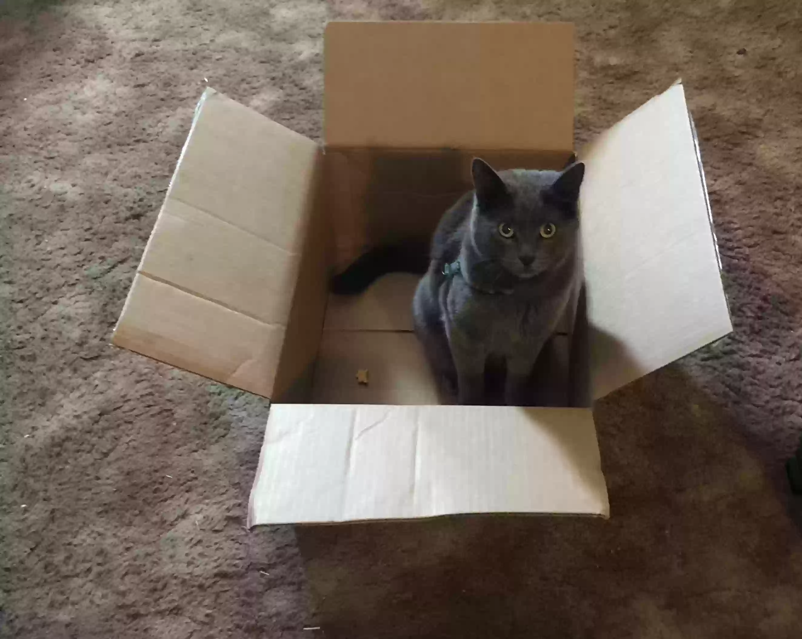 /lostandfound/images/lnfpets/original/166469_photo.webp