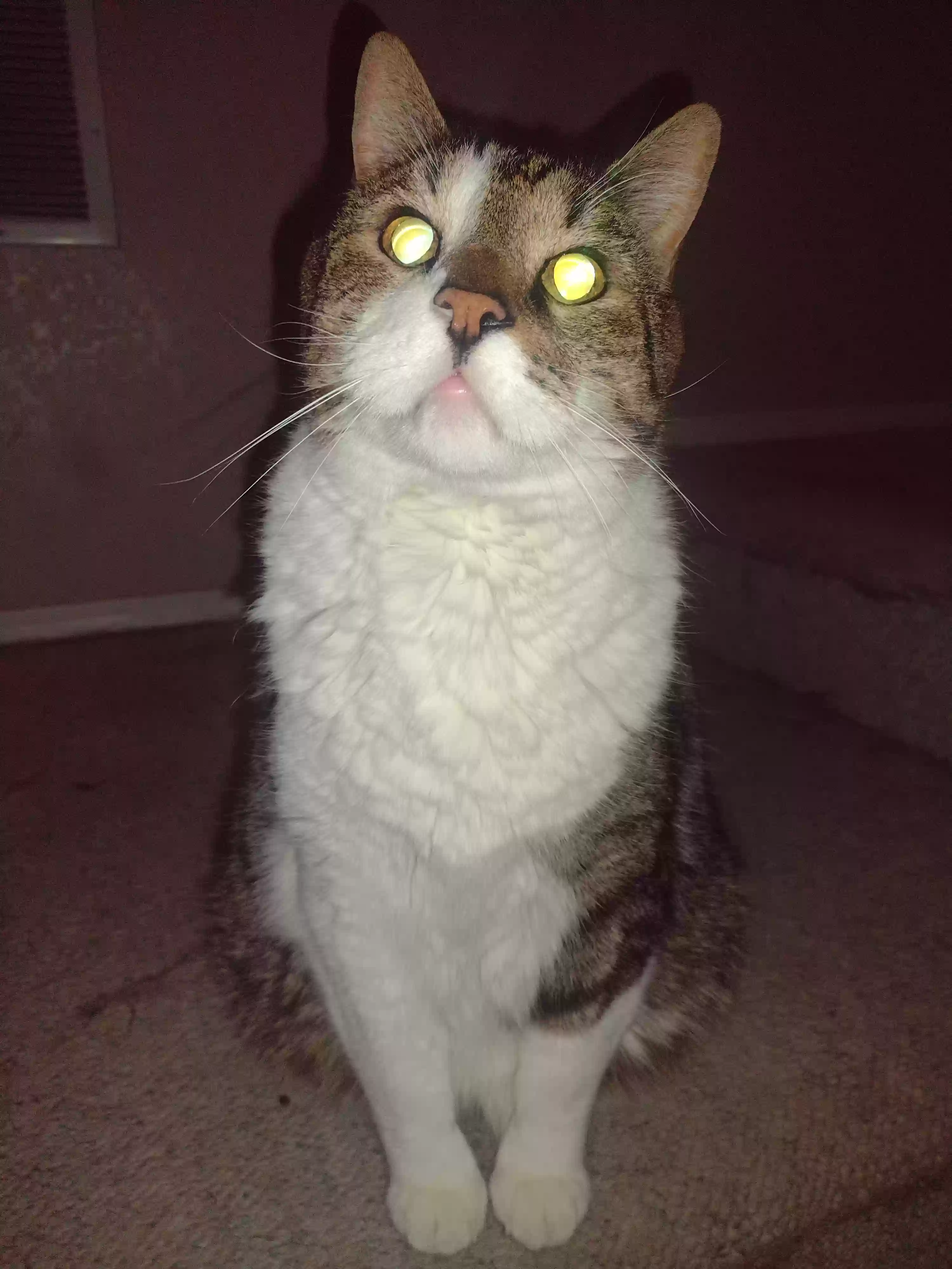 /lostandfound/images/lnfpets/original/166661_photo.webp
