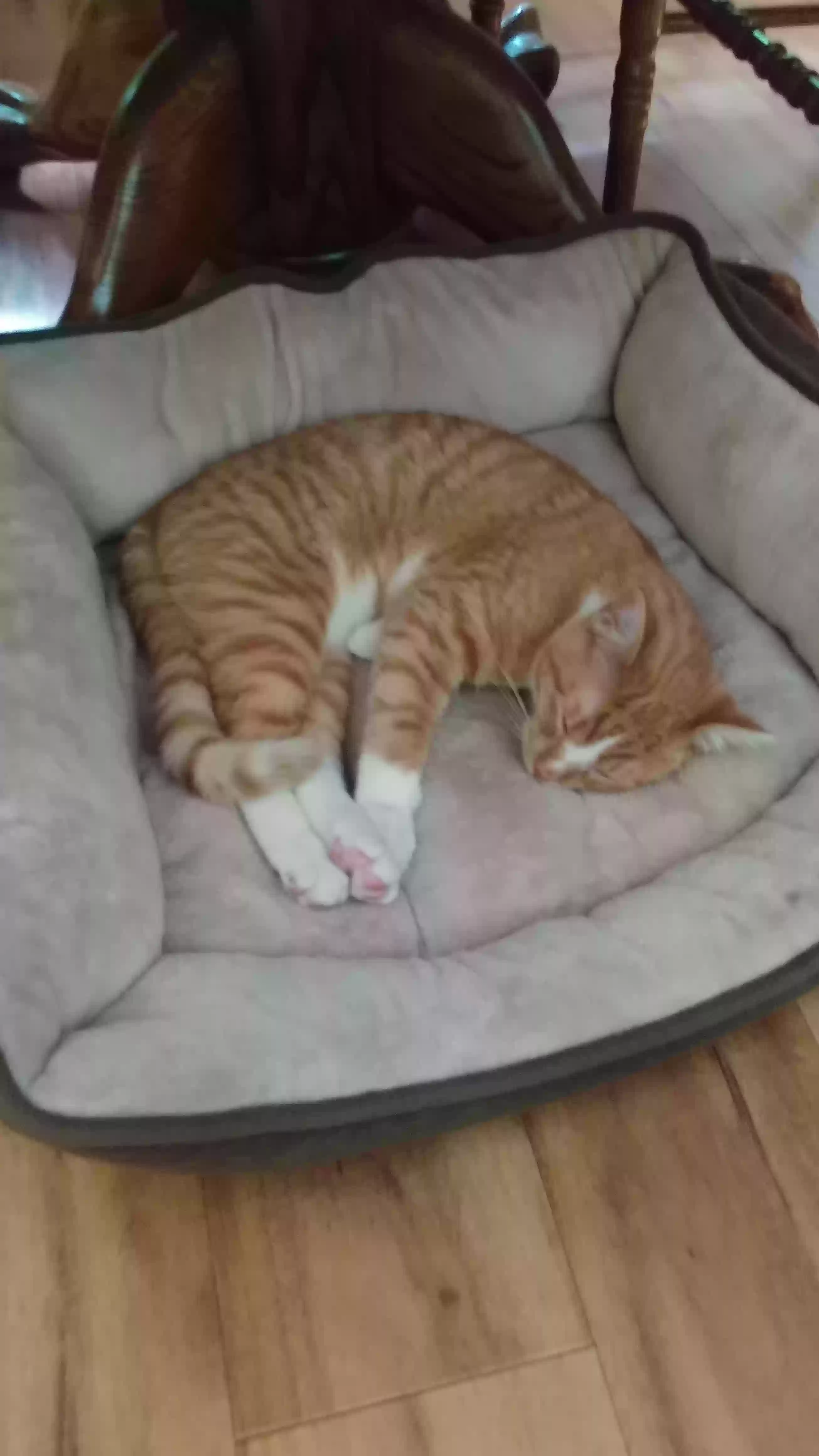 /lostandfound/images/lnfpets/original/166749_photo.webp