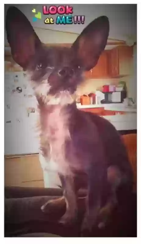 /lostandfound/images/lnfpets/original/166864_photo.webp