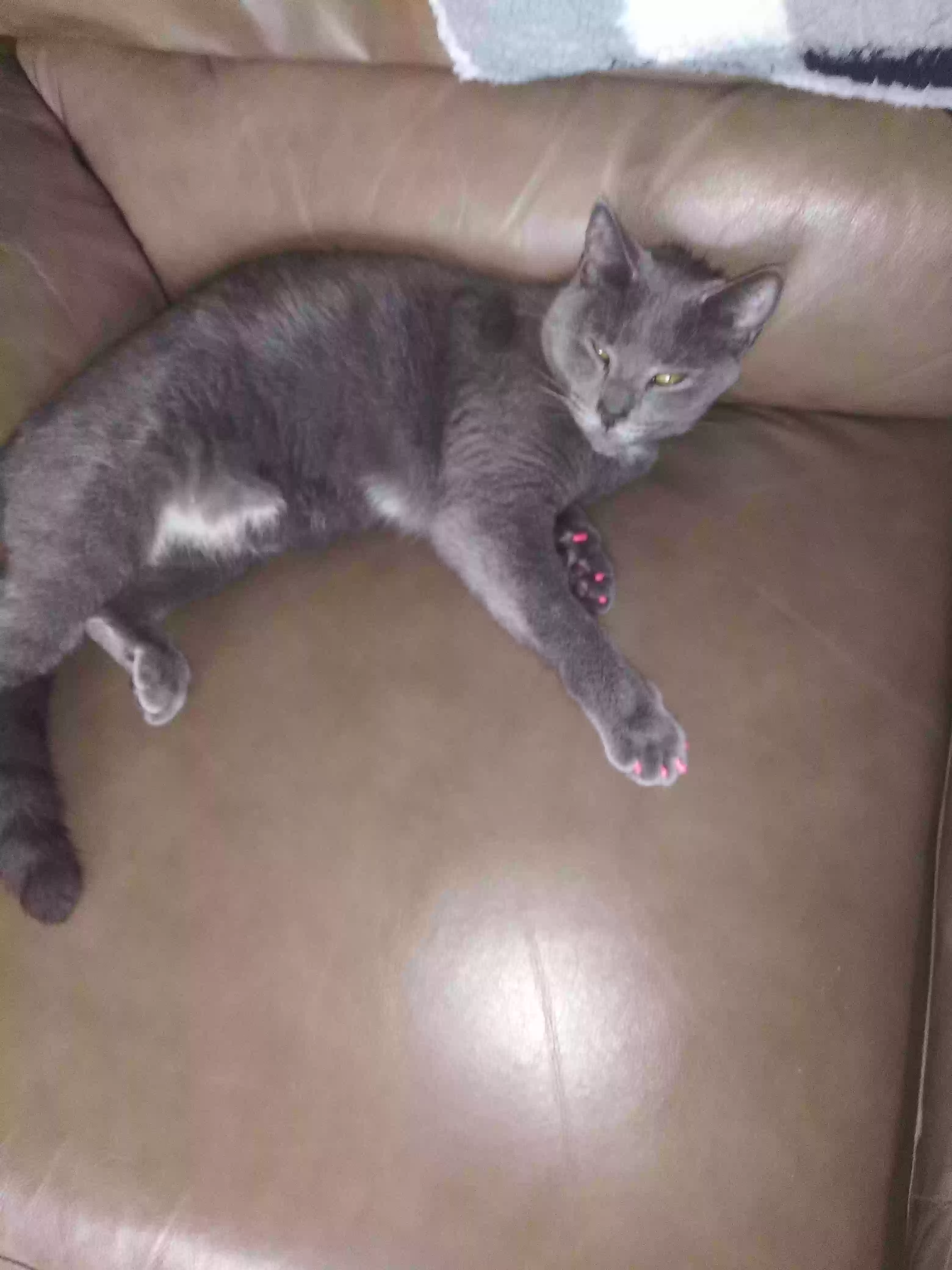 /lostandfound/images/lnfpets/original/167156_photo.webp