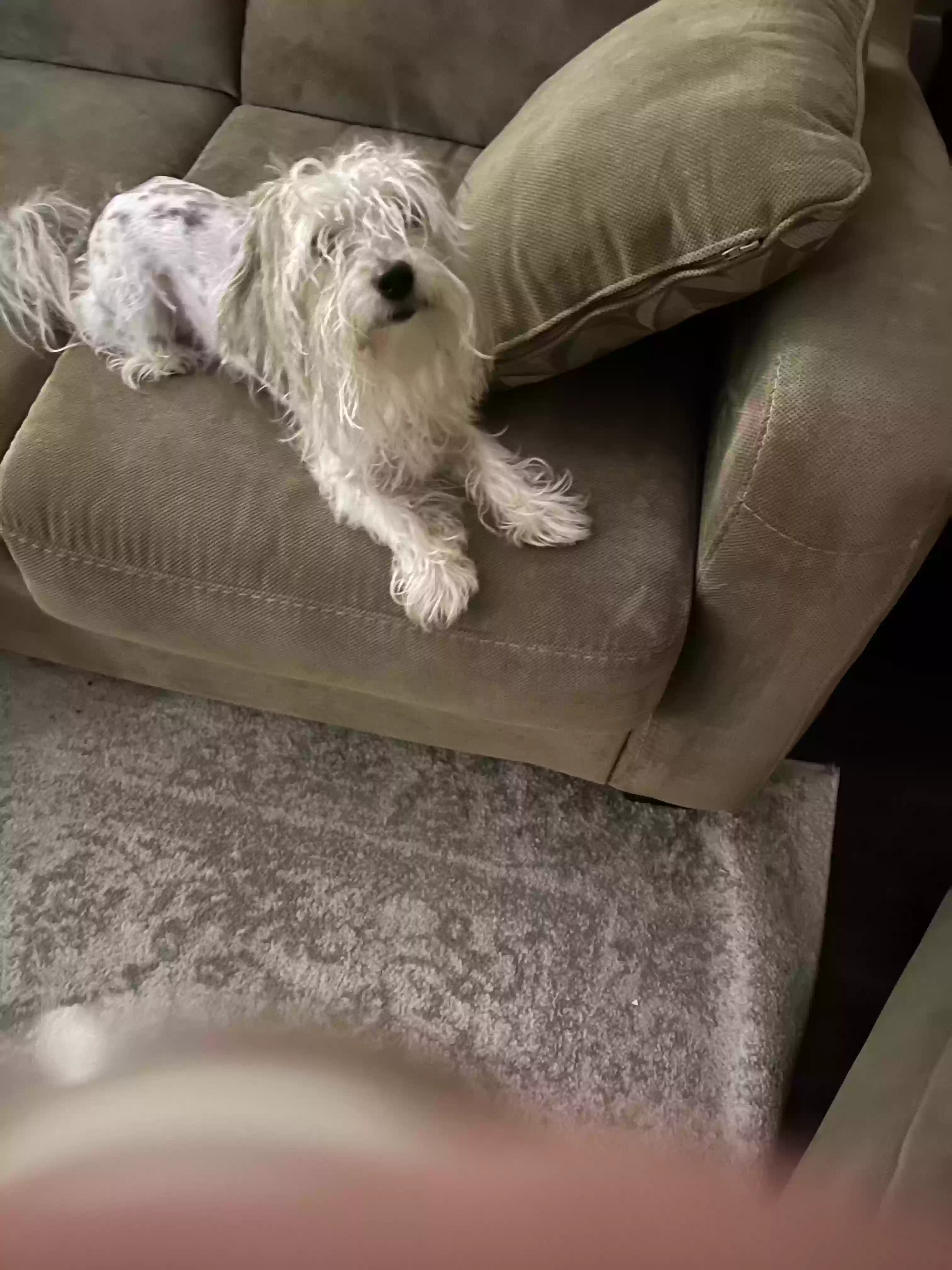 /lostandfound/images/lnfpets/original/167260_photo.webp