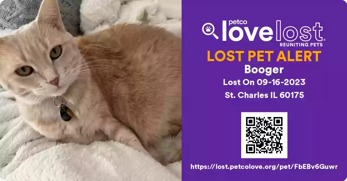 /lostandfound/images/lnfpets/original/167309_photo.webp