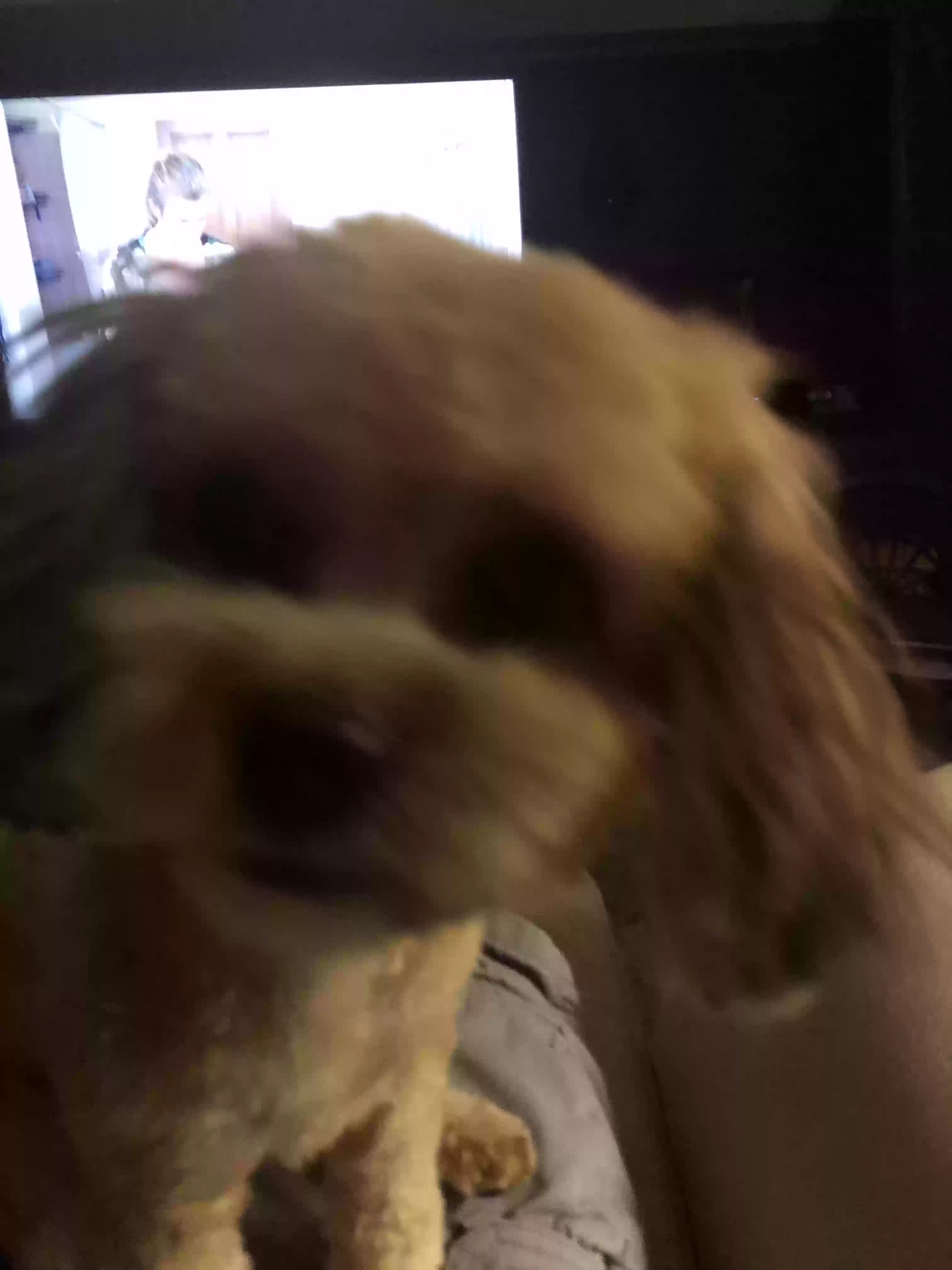 /lostandfound/images/lnfpets/original/167493_photo.webp