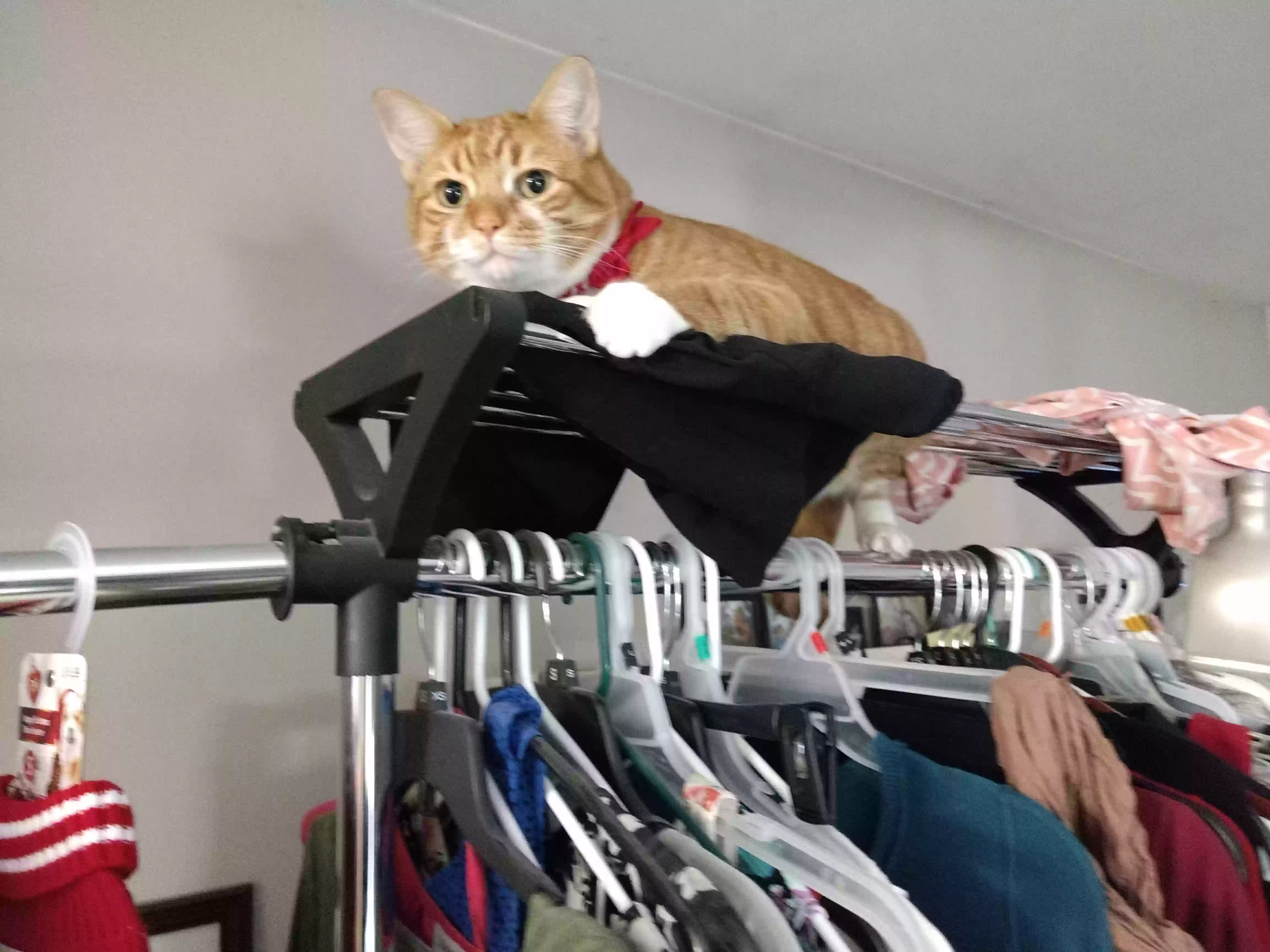 /lostandfound/images/lnfpets/original/167531_photo.webp