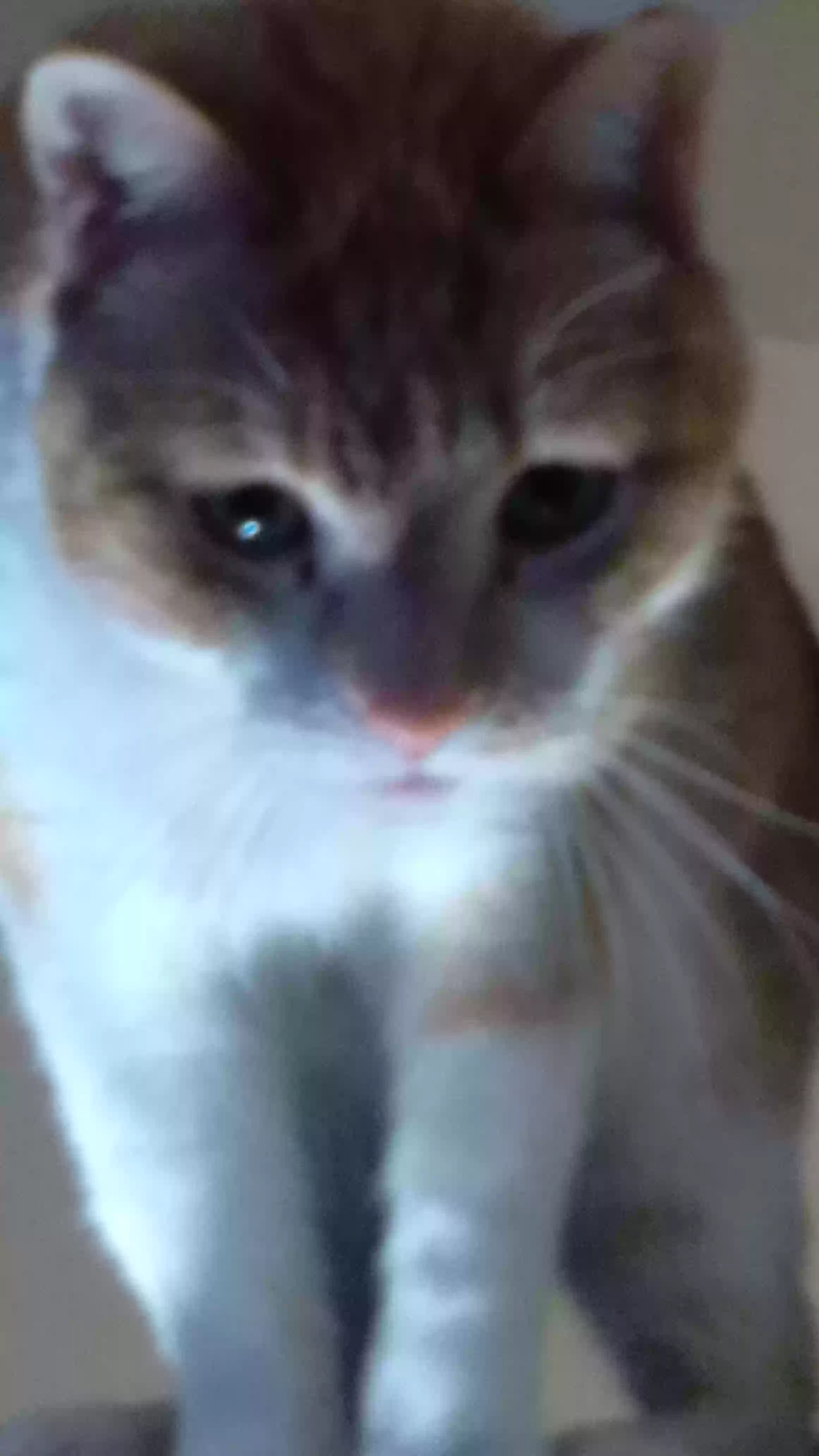 /lostandfound/images/lnfpets/original/167603_photo.webp