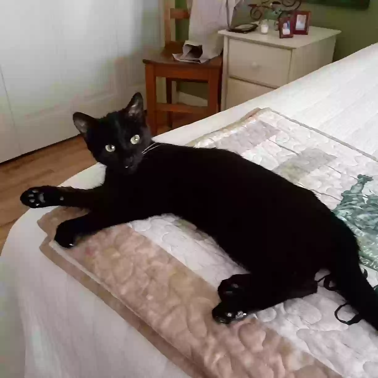 /lostandfound/images/lnfpets/original/167749_photo.webp