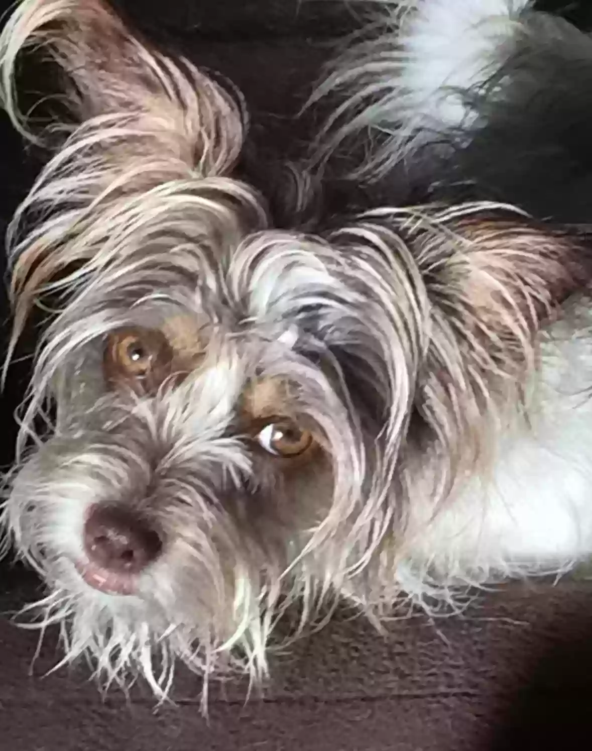 /lostandfound/images/lnfpets/original/167799_photo.webp