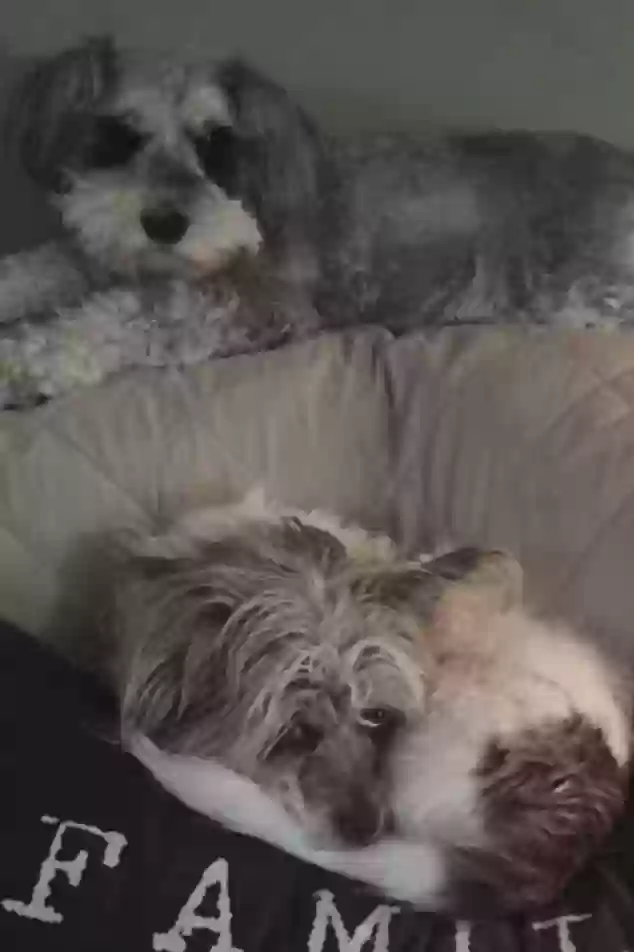 /lostandfound/images/lnfpets/original/167838_photo.webp