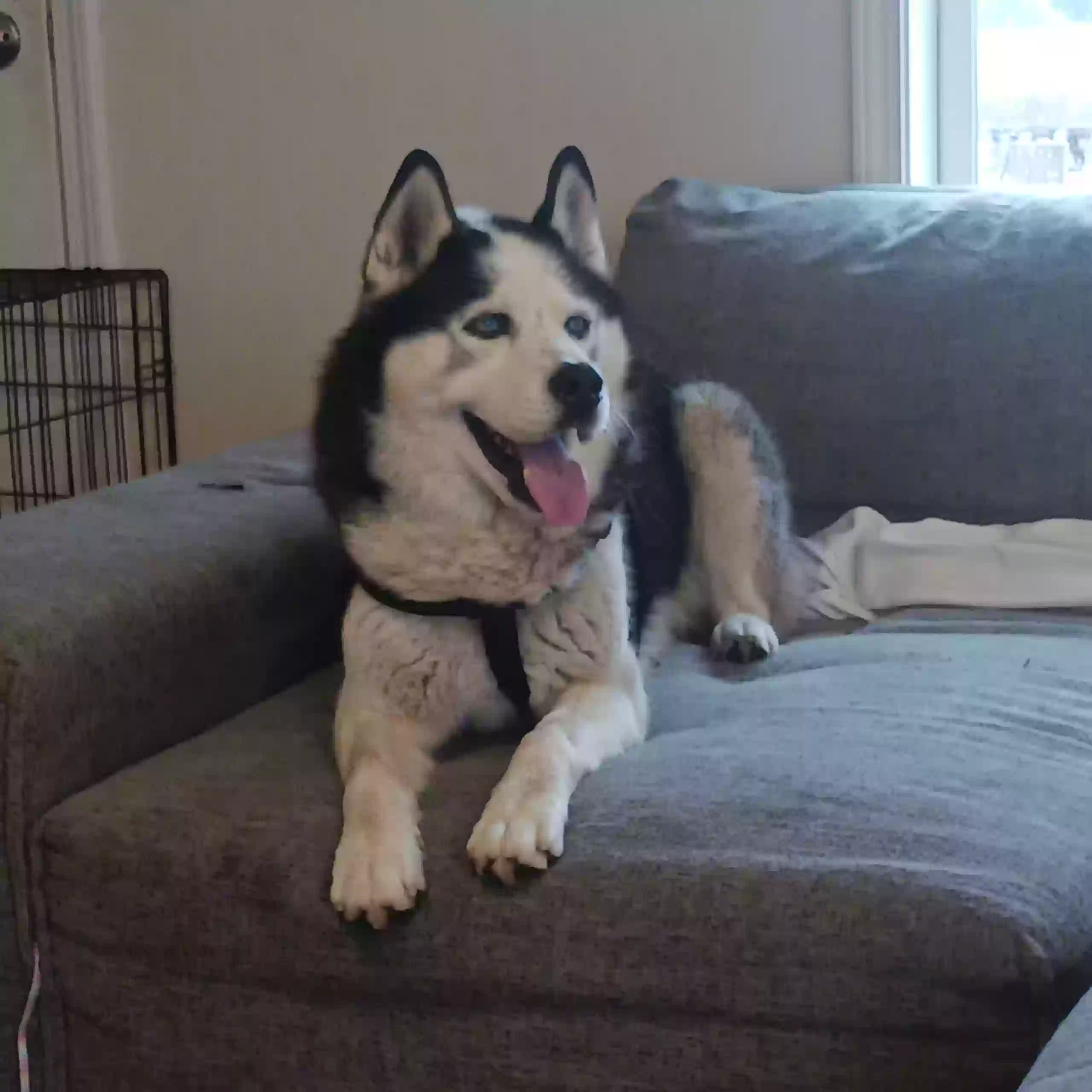/lostandfound/images/lnfpets/original/168043_photo.webp