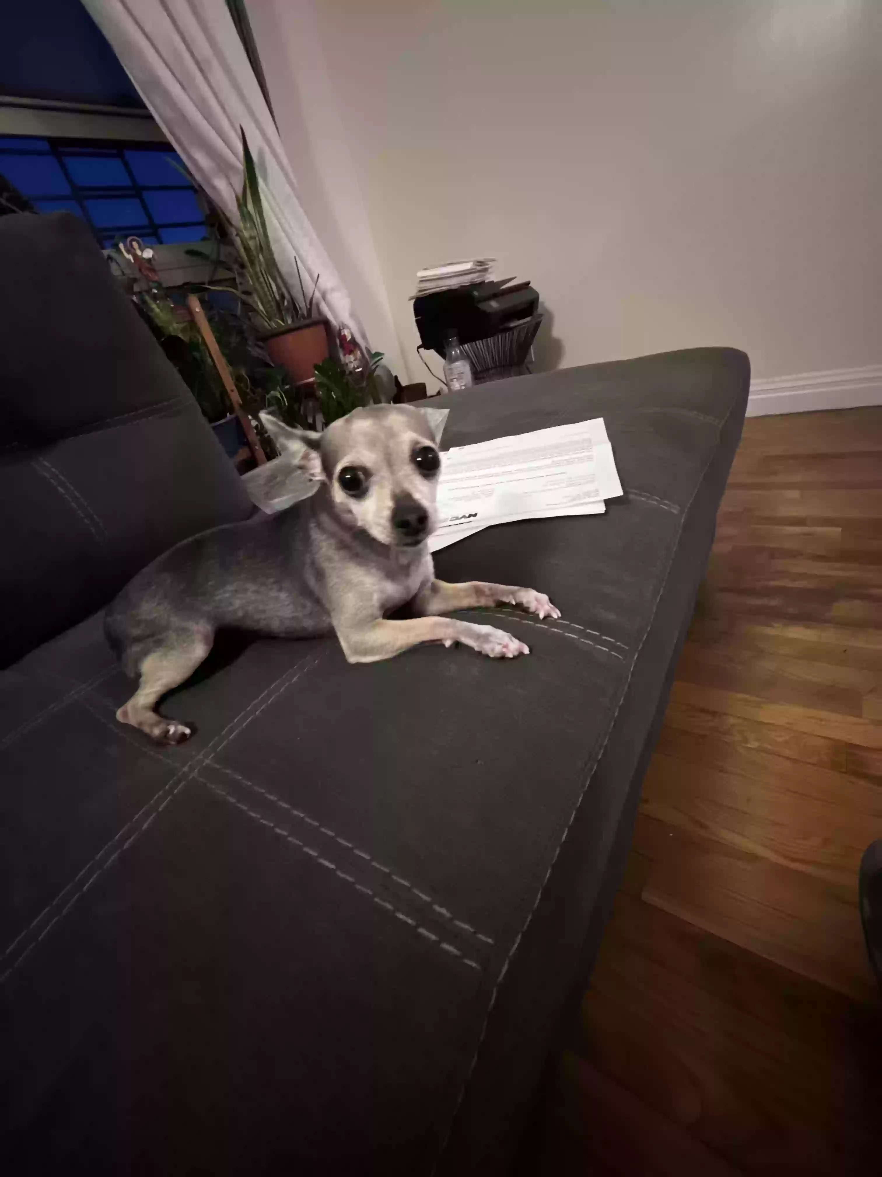 /lostandfound/images/lnfpets/original/168056_photo.webp