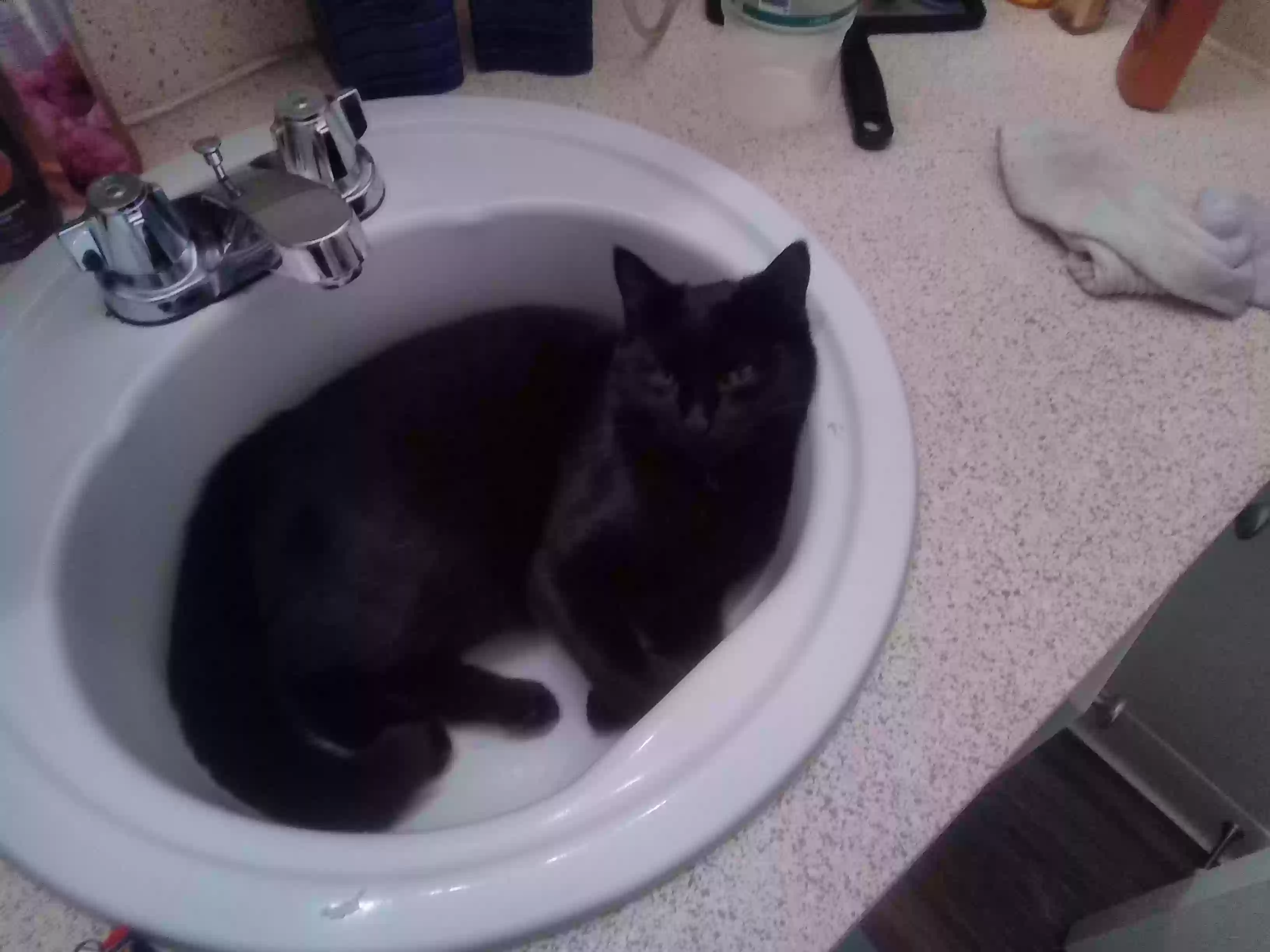 /lostandfound/images/lnfpets/original/168057_photo.webp