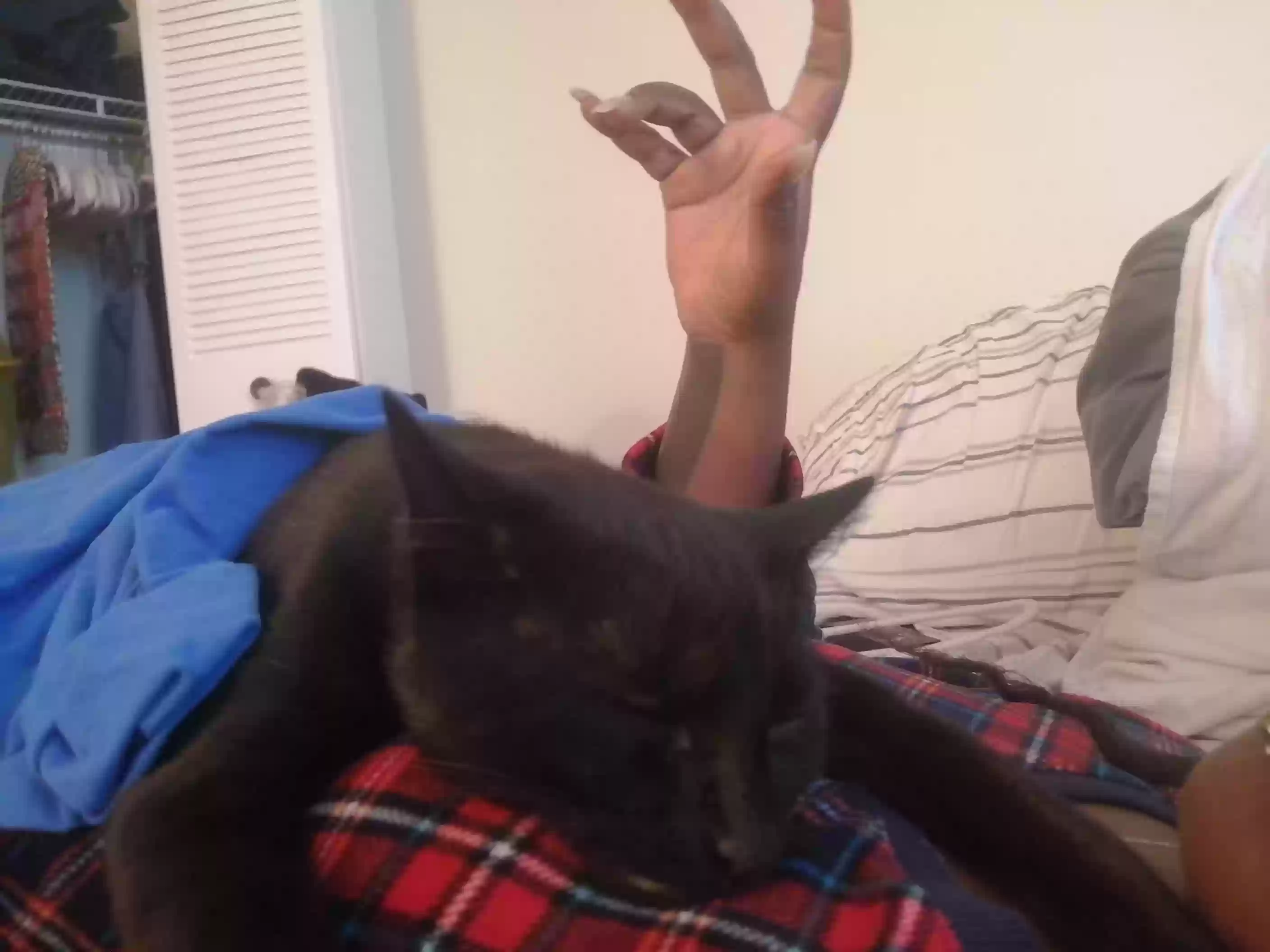 /lostandfound/images/lnfpets/original/168112_photo.webp