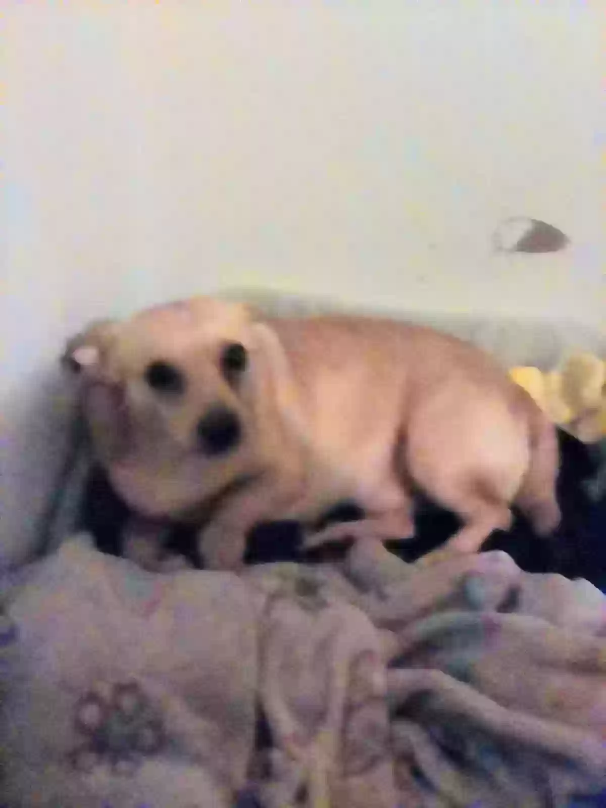 /lostandfound/images/lnfpets/original/168133_photo.webp