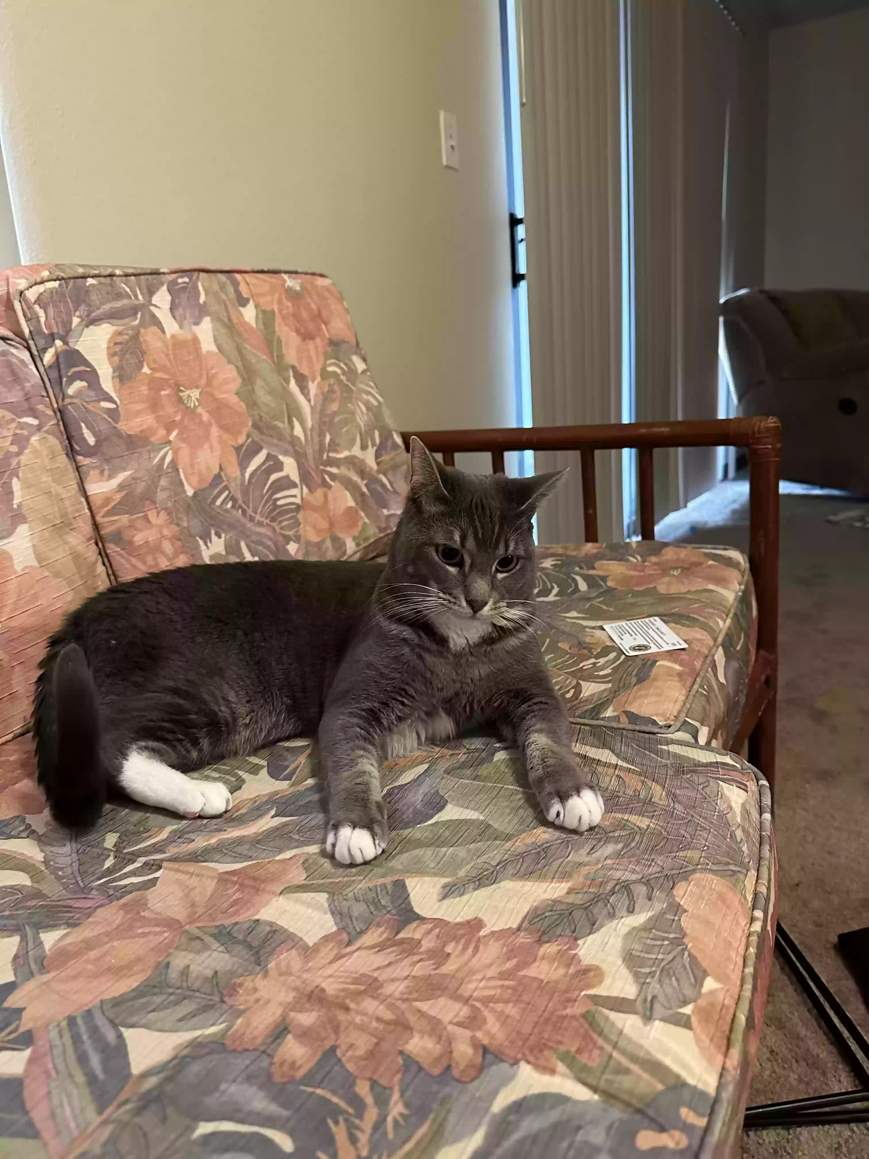 /lostandfound/images/lnfpets/original/168152_photo.webp
