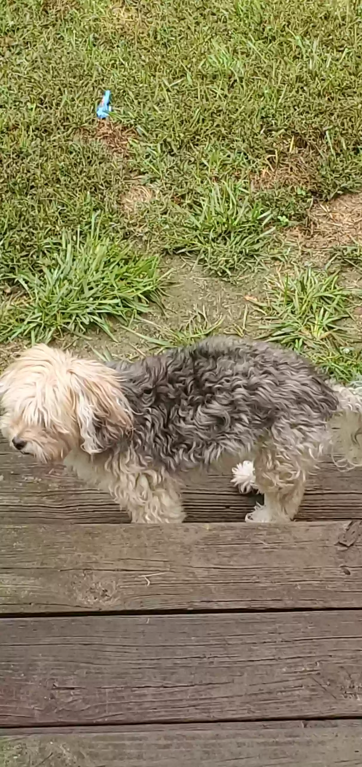 /lostandfound/images/lnfpets/original/168159_photo.webp