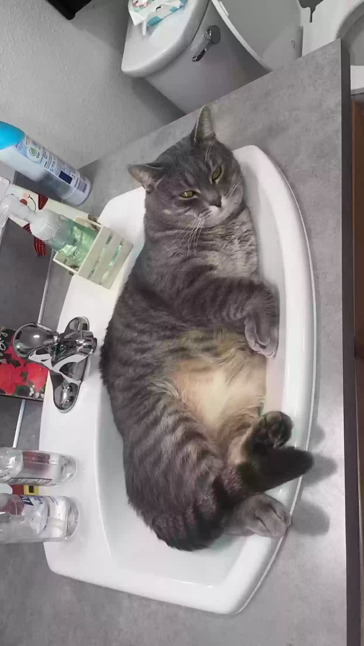 /lostandfound/images/lnfpets/original/168268_photo.webp