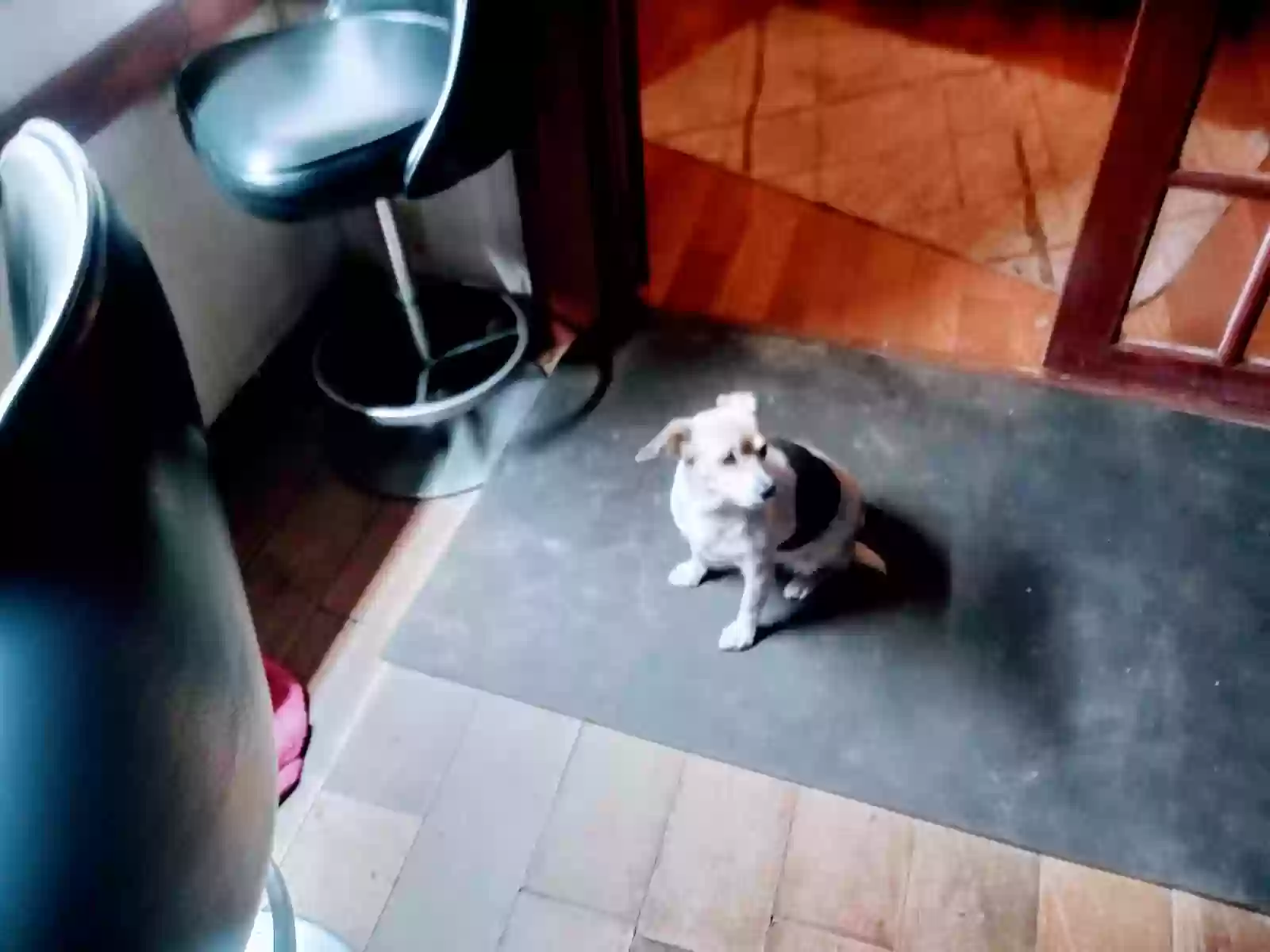 /lostandfound/images/lnfpets/original/168375_photo.webp