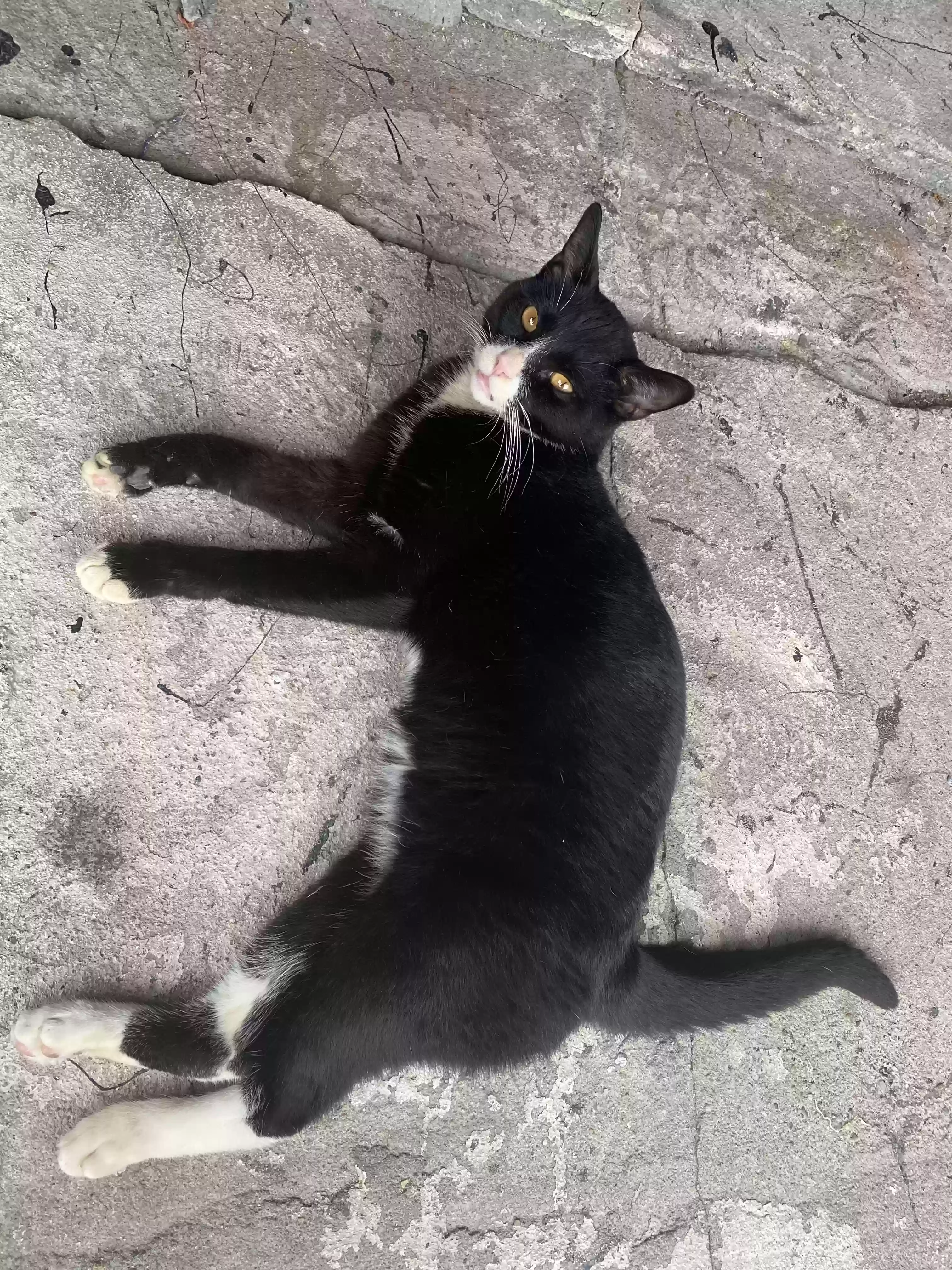 /lostandfound/images/lnfpets/original/168406_photo.webp