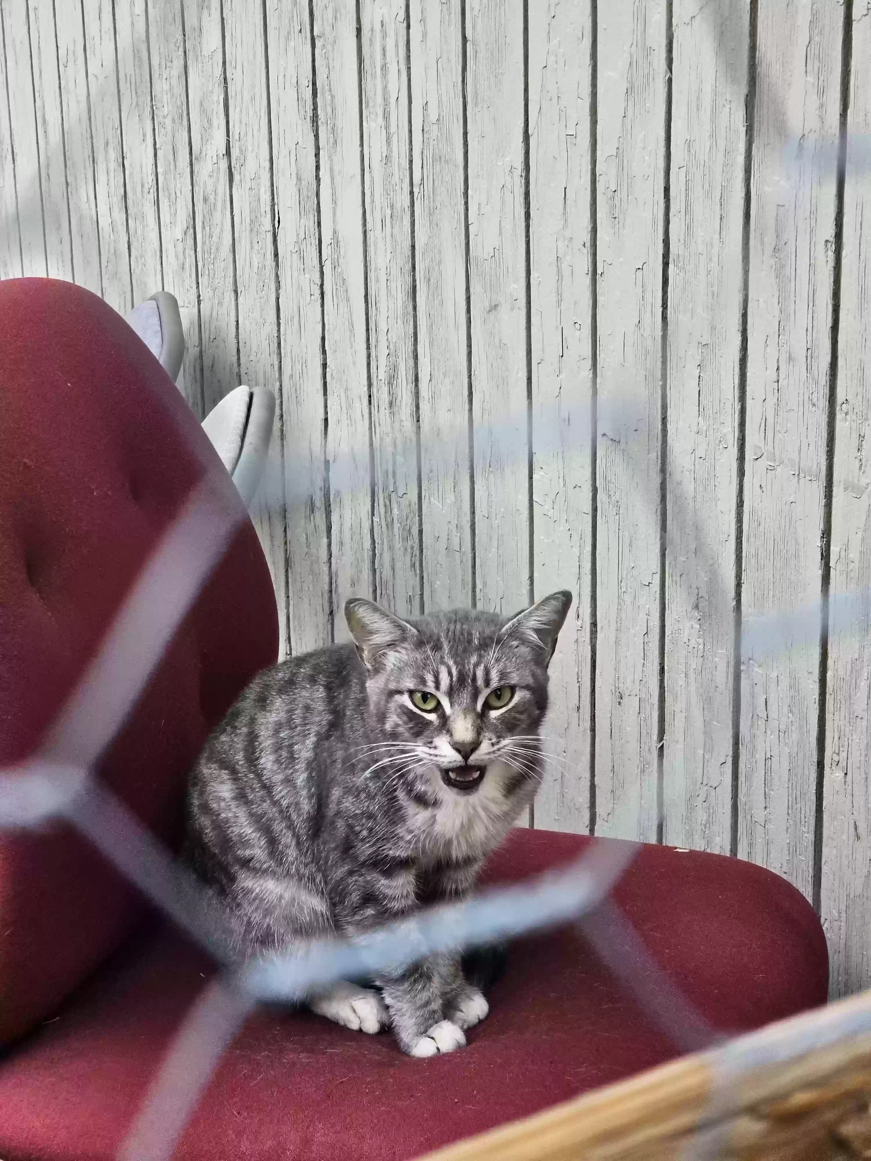 /lostandfound/images/lnfpets/original/168487_9276_20231021_092122.webp