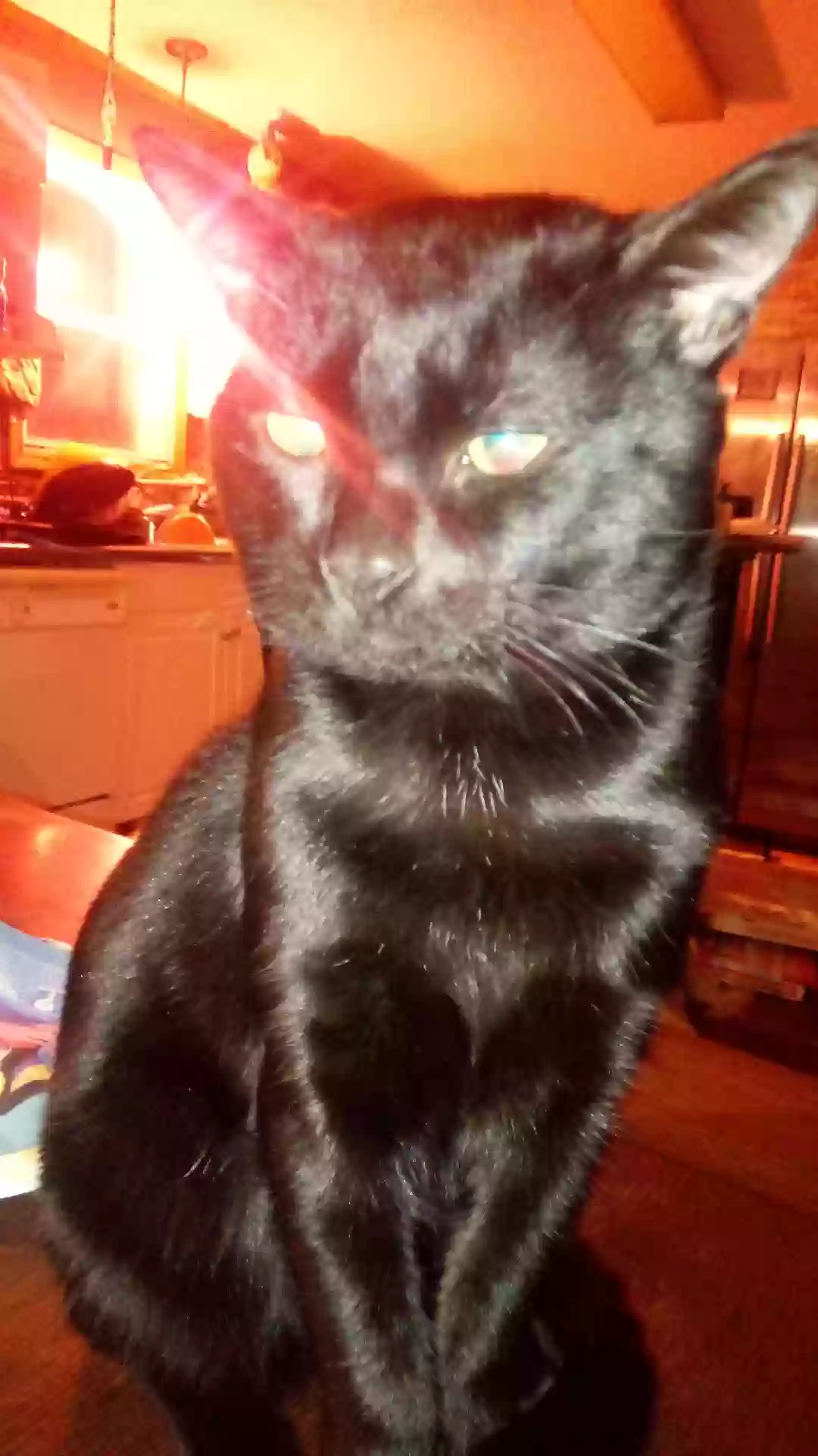 /lostandfound/images/lnfpets/original/168524_photo.webp