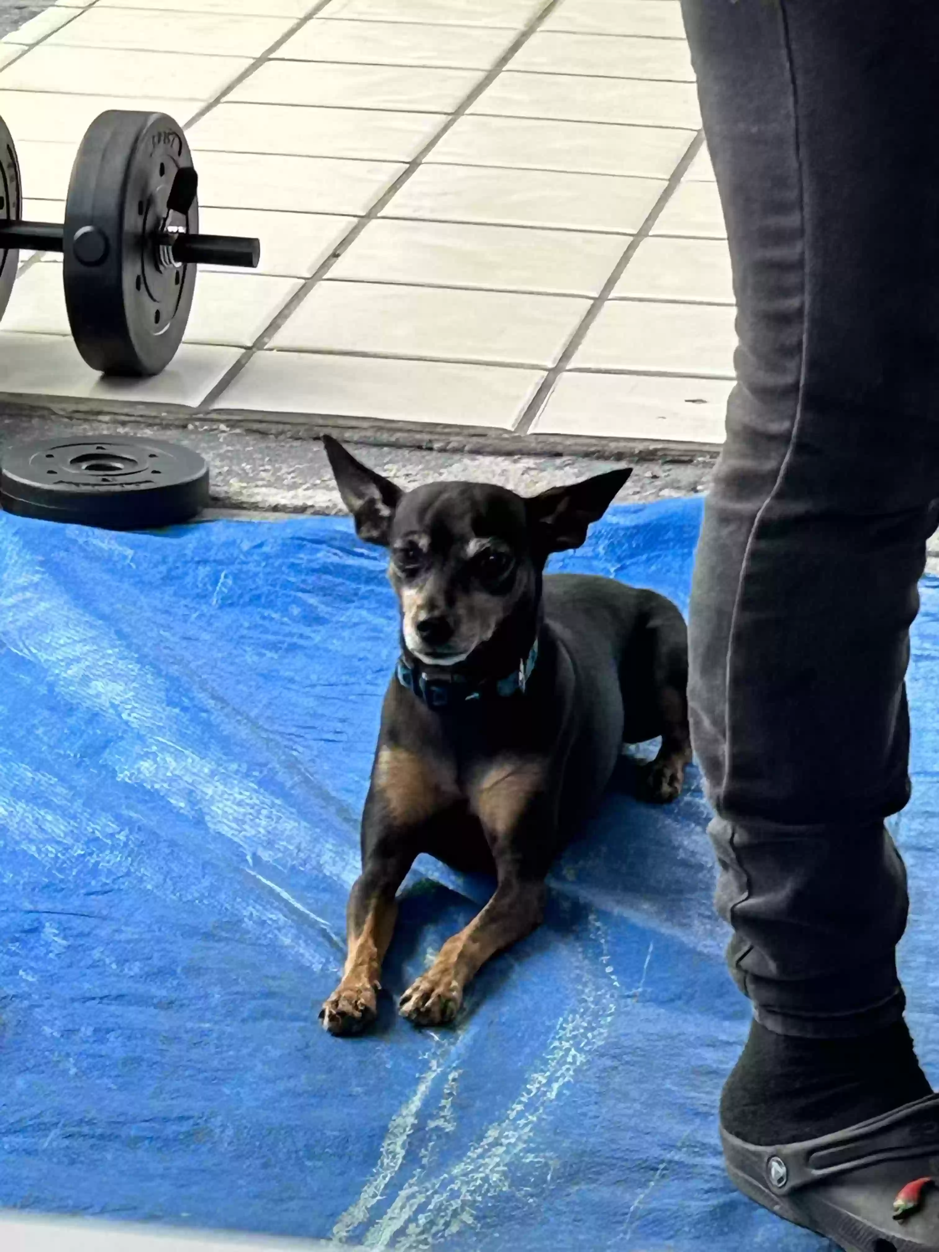 /lostandfound/images/lnfpets/original/168658_photo.webp