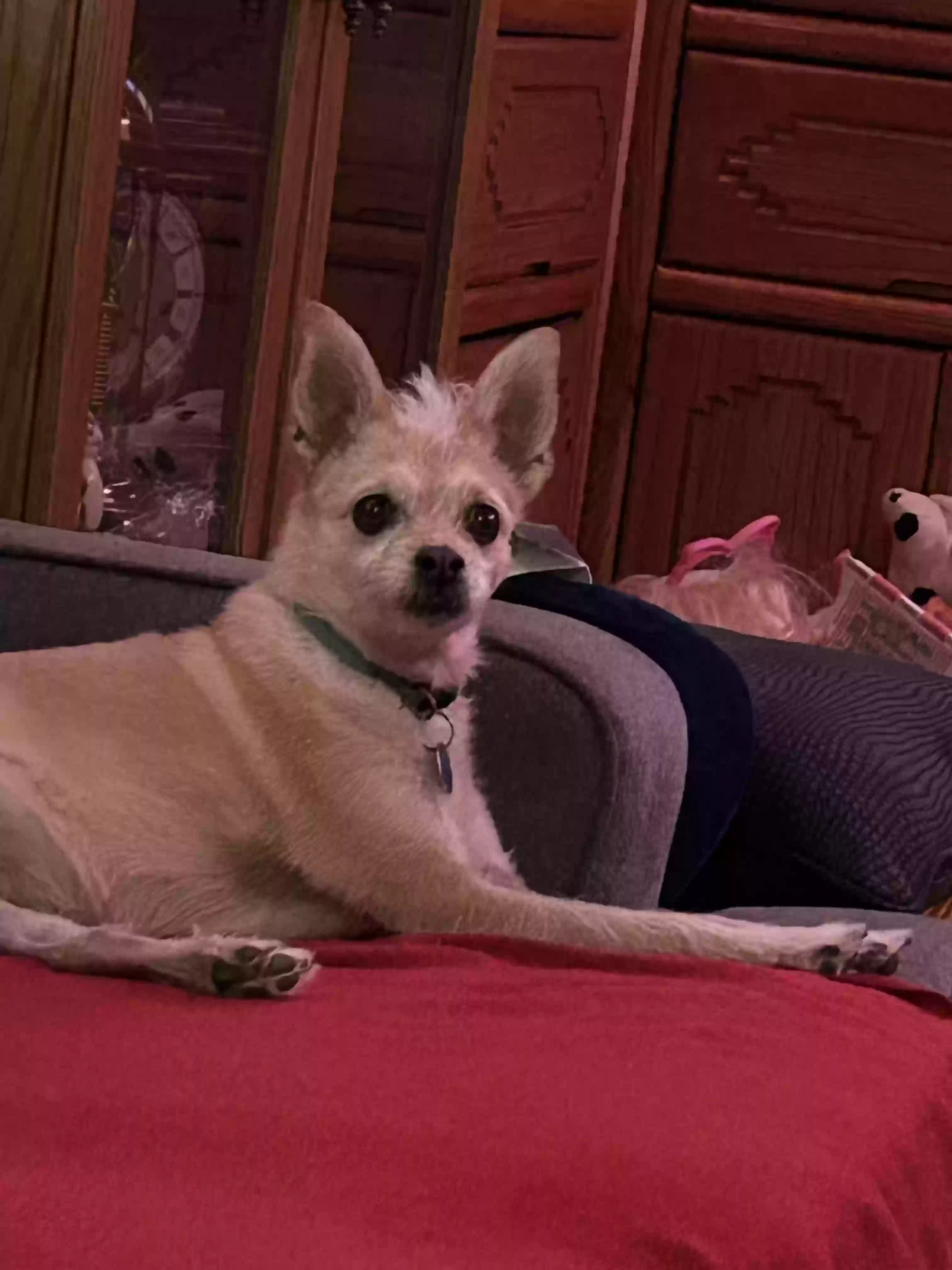 /lostandfound/images/lnfpets/original/168712_photo.webp