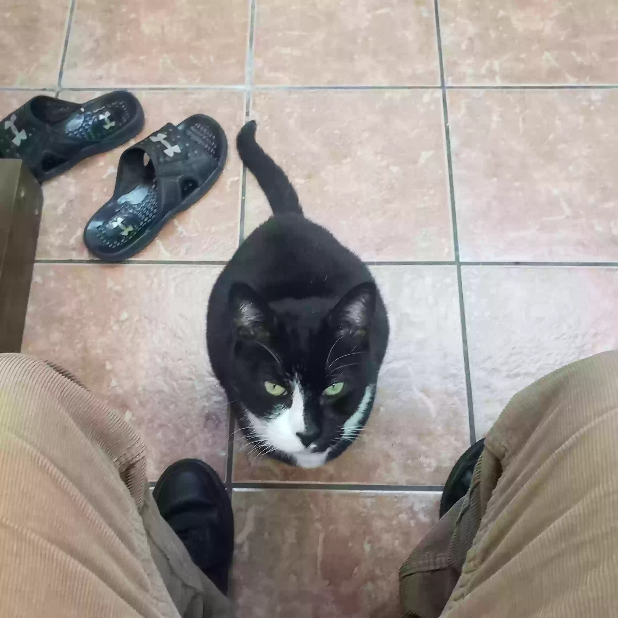/lostandfound/images/lnfpets/original/168905_photo.webp
