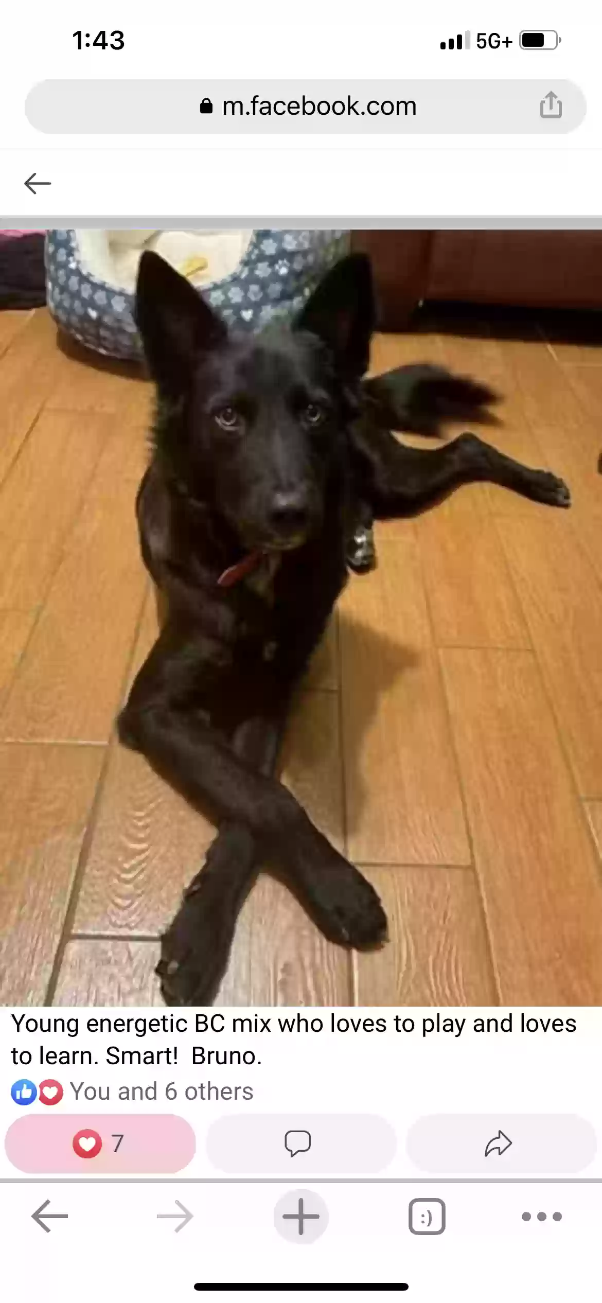 /lostandfound/images/lnfpets/original/169077_photo.webp
