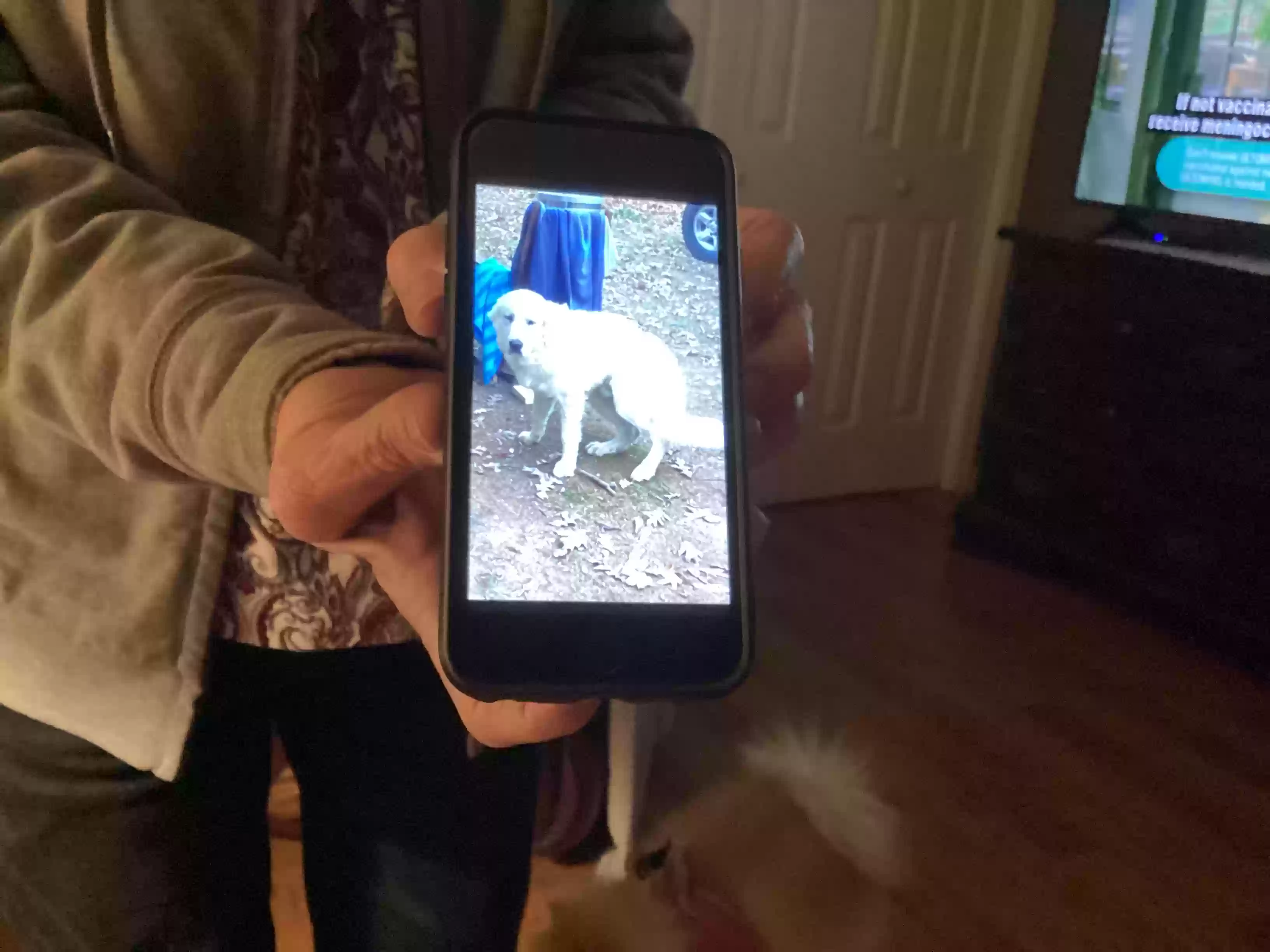 /lostandfound/images/lnfpets/original/169252_photo.webp