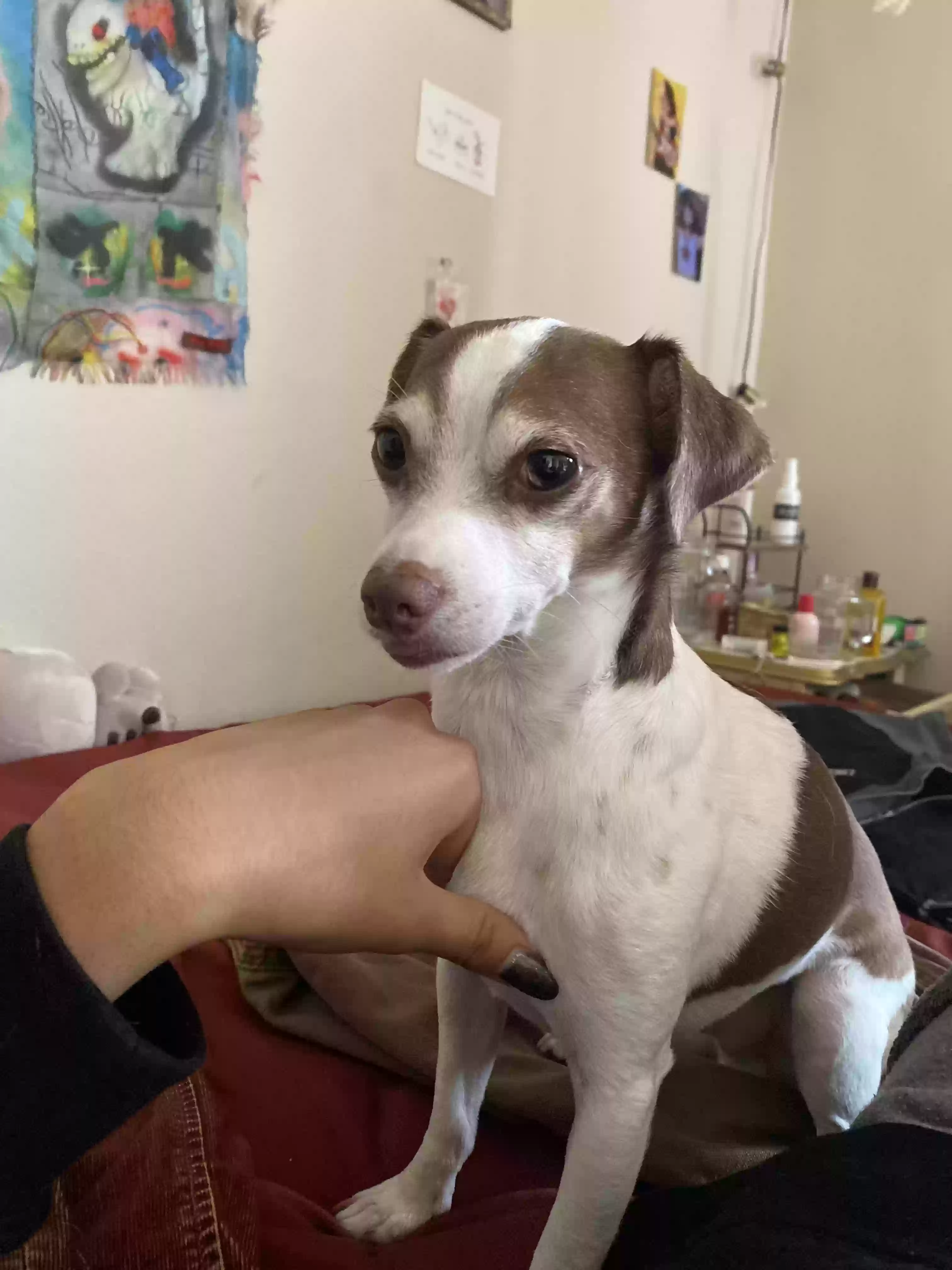 /lostandfound/images/lnfpets/original/169417_photo.webp