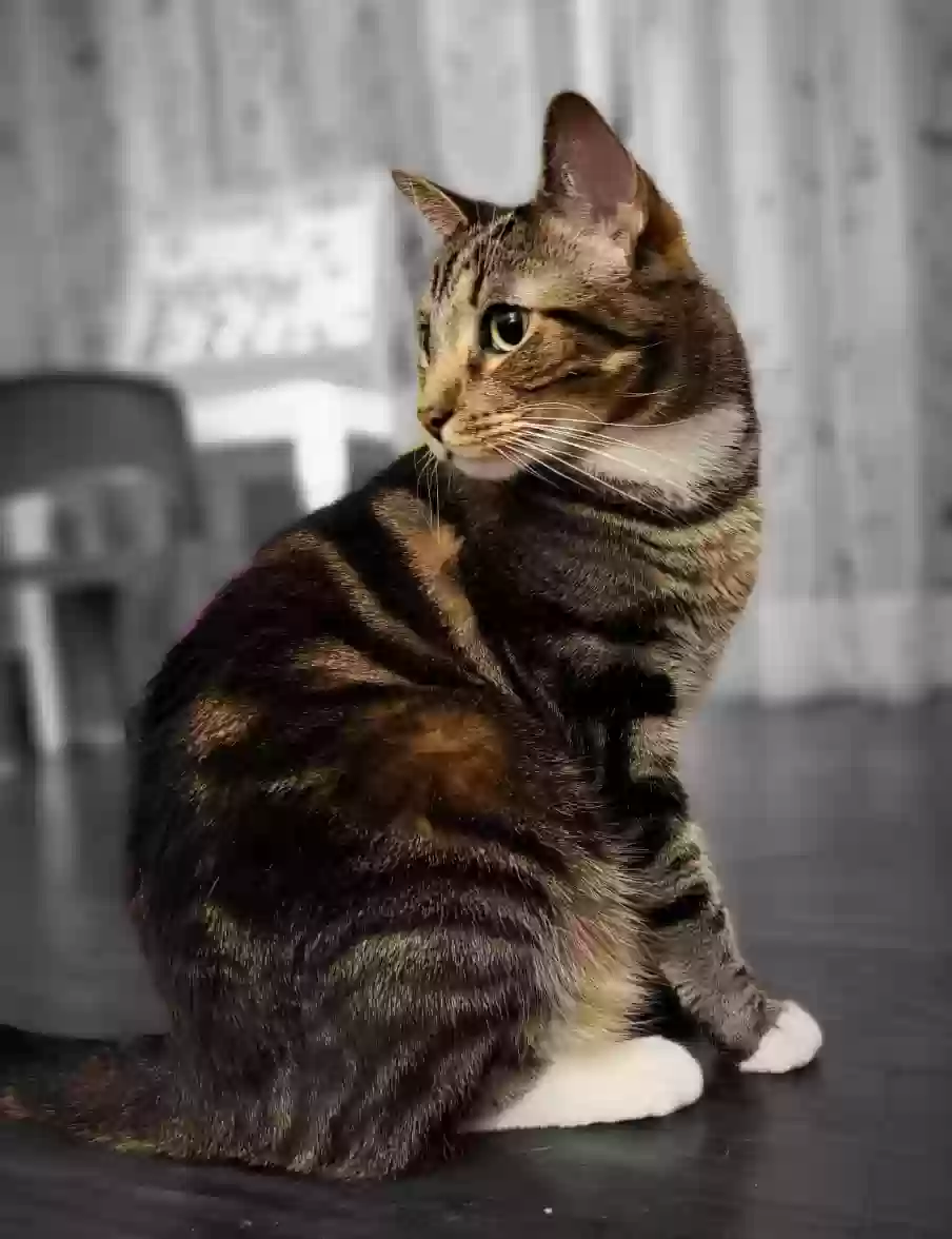 /lostandfound/images/lnfpets/original/169490_photo.webp