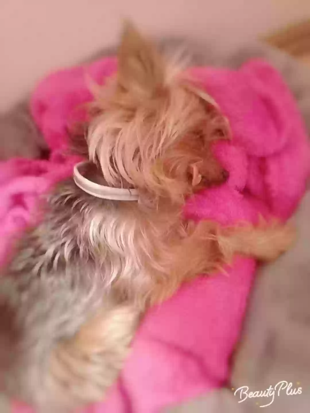 /lostandfound/images/lnfpets/original/169499_photo.webp