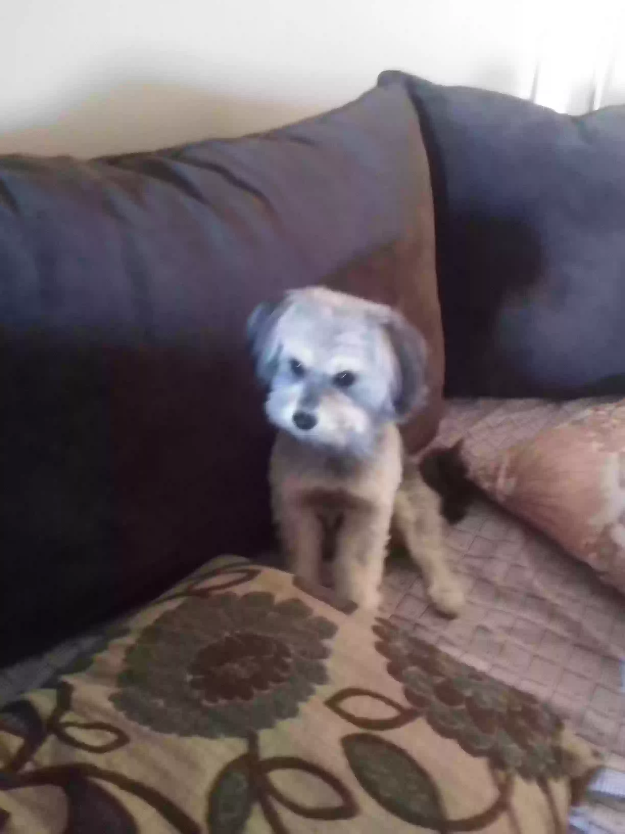/lostandfound/images/lnfpets/original/169581_photo.webp