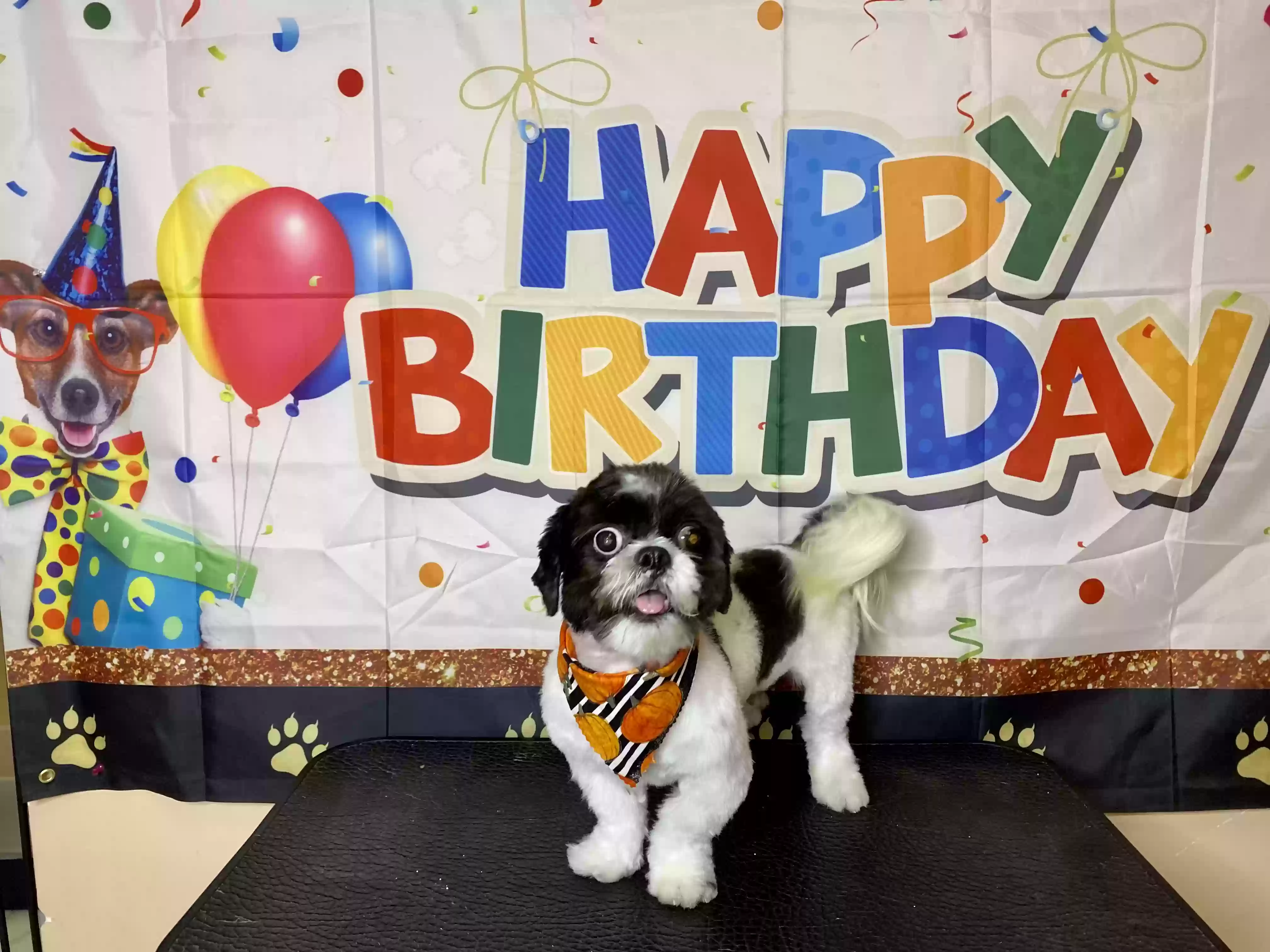 /lostandfound/images/lnfpets/original/169739_photo.webp
