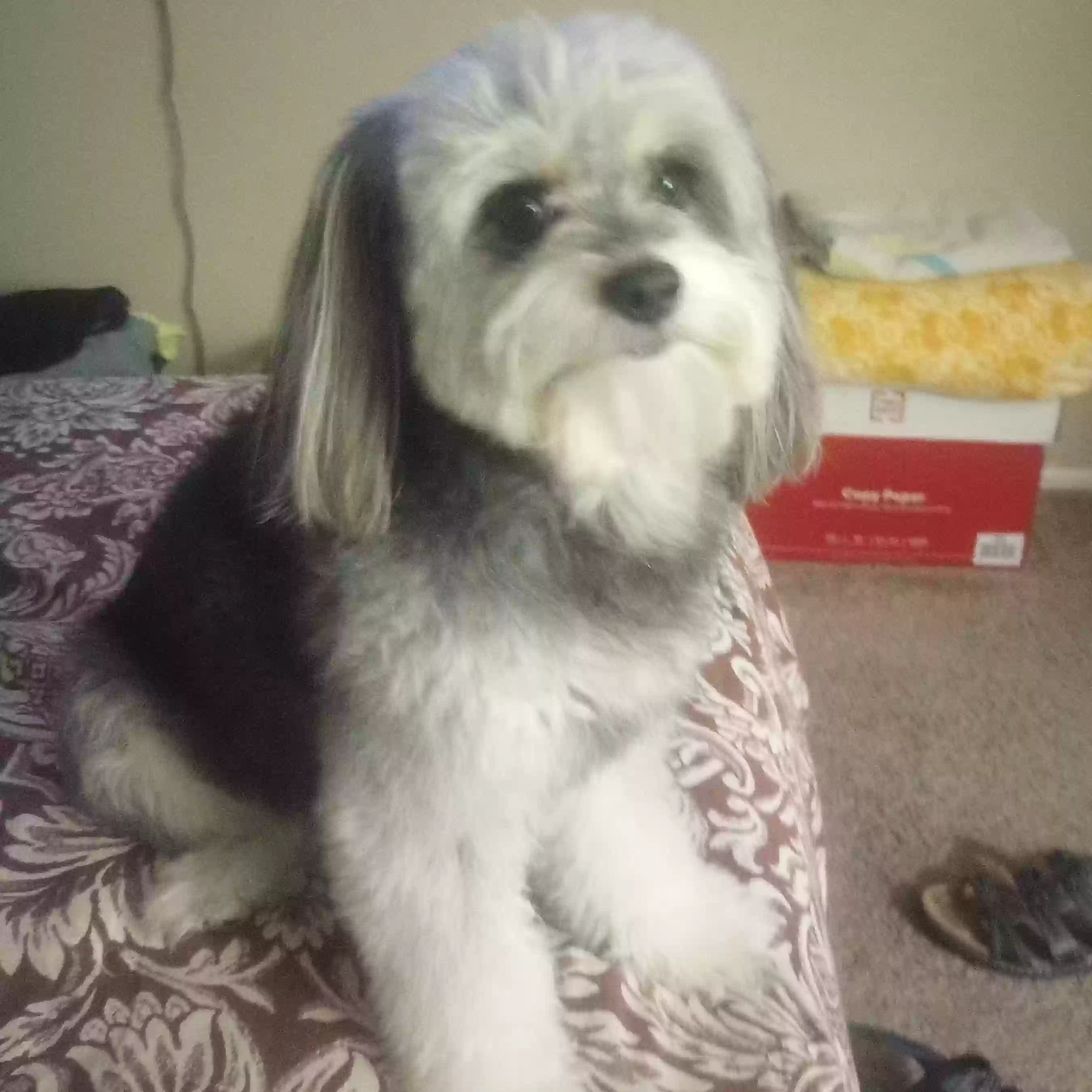 /lostandfound/images/lnfpets/original/169850_photo.webp