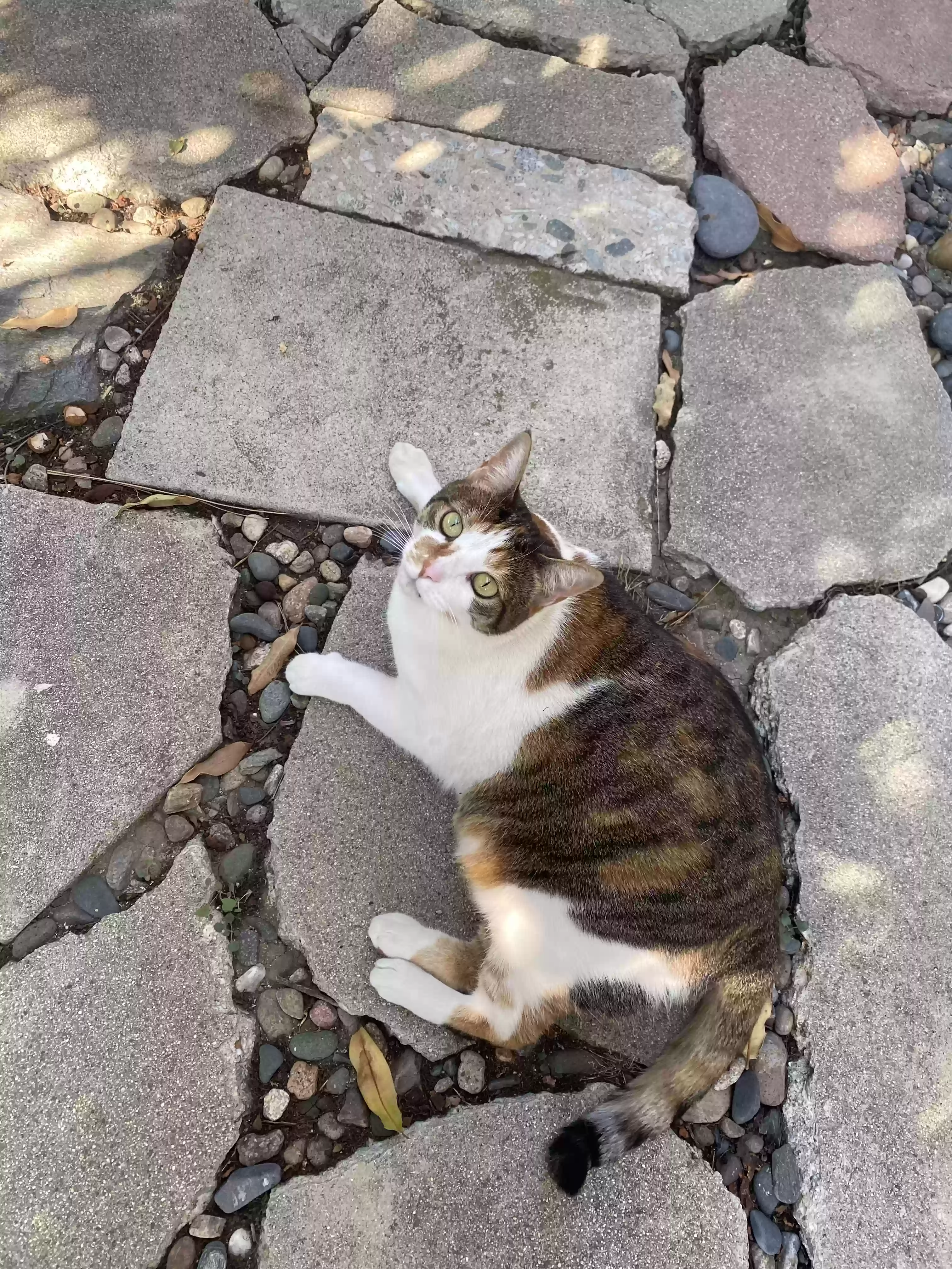 /lostandfound/images/lnfpets/original/169871_photo.webp