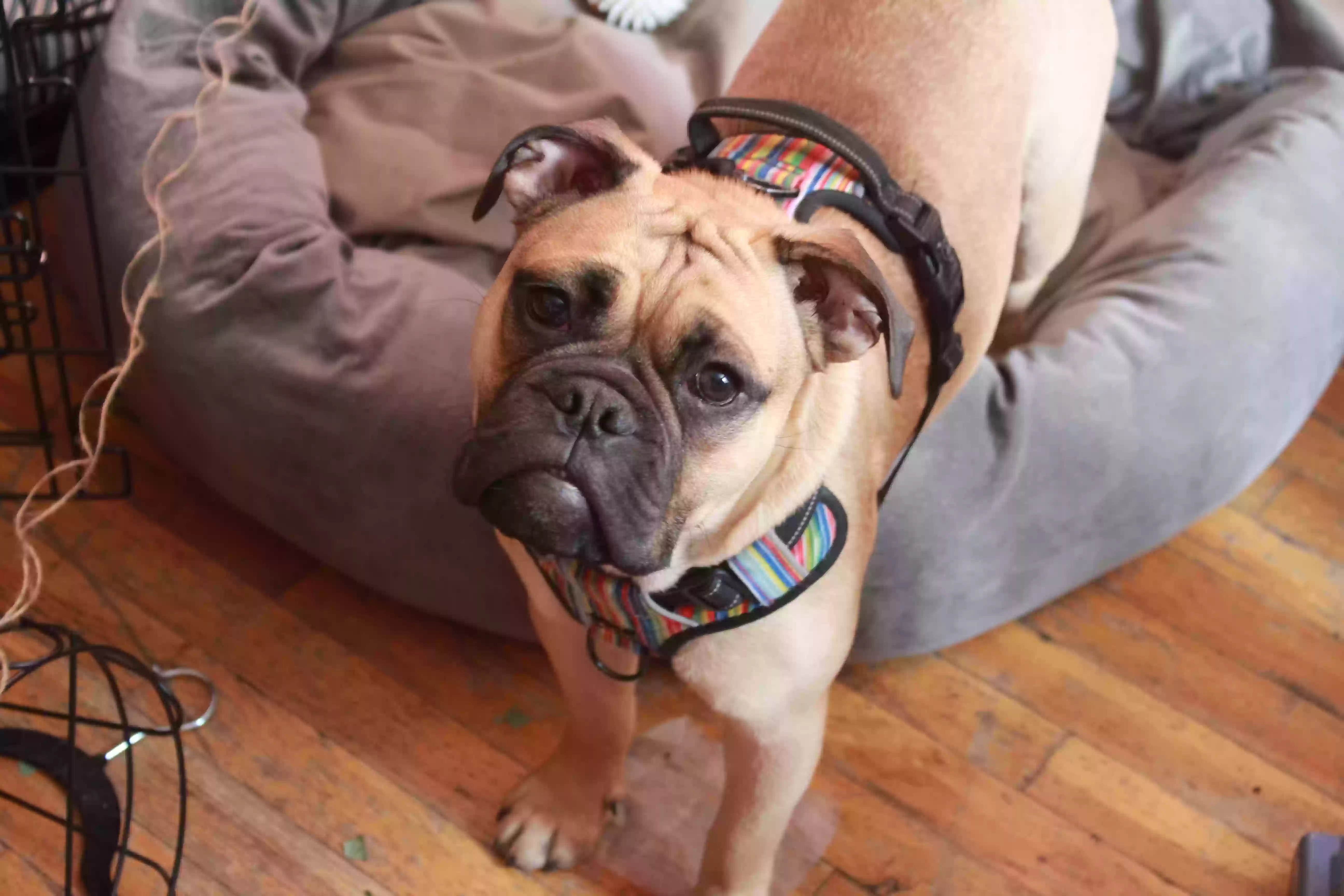 /lostandfound/images/lnfpets/original/169929_photo.webp