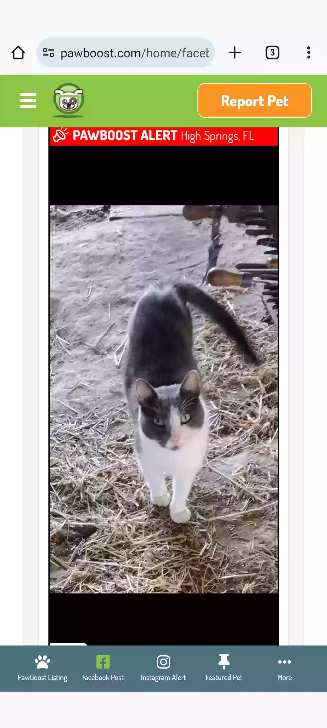 /lostandfound/images/lnfpets/original/170269_photo.webp