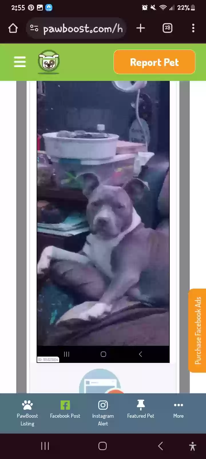 /lostandfound/images/lnfpets/original/170296_photo.webp