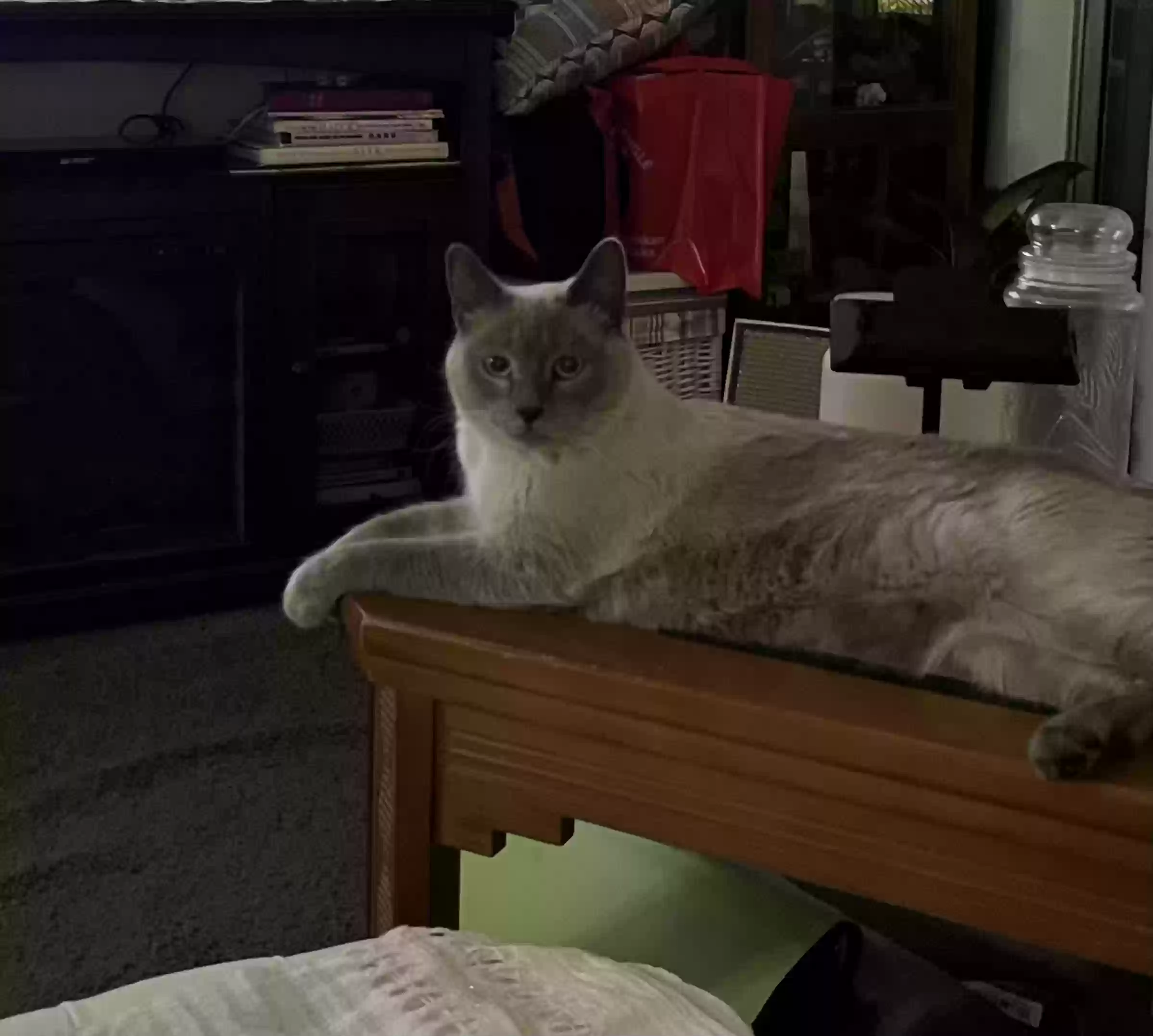 /lostandfound/images/lnfpets/original/170308_photo.webp