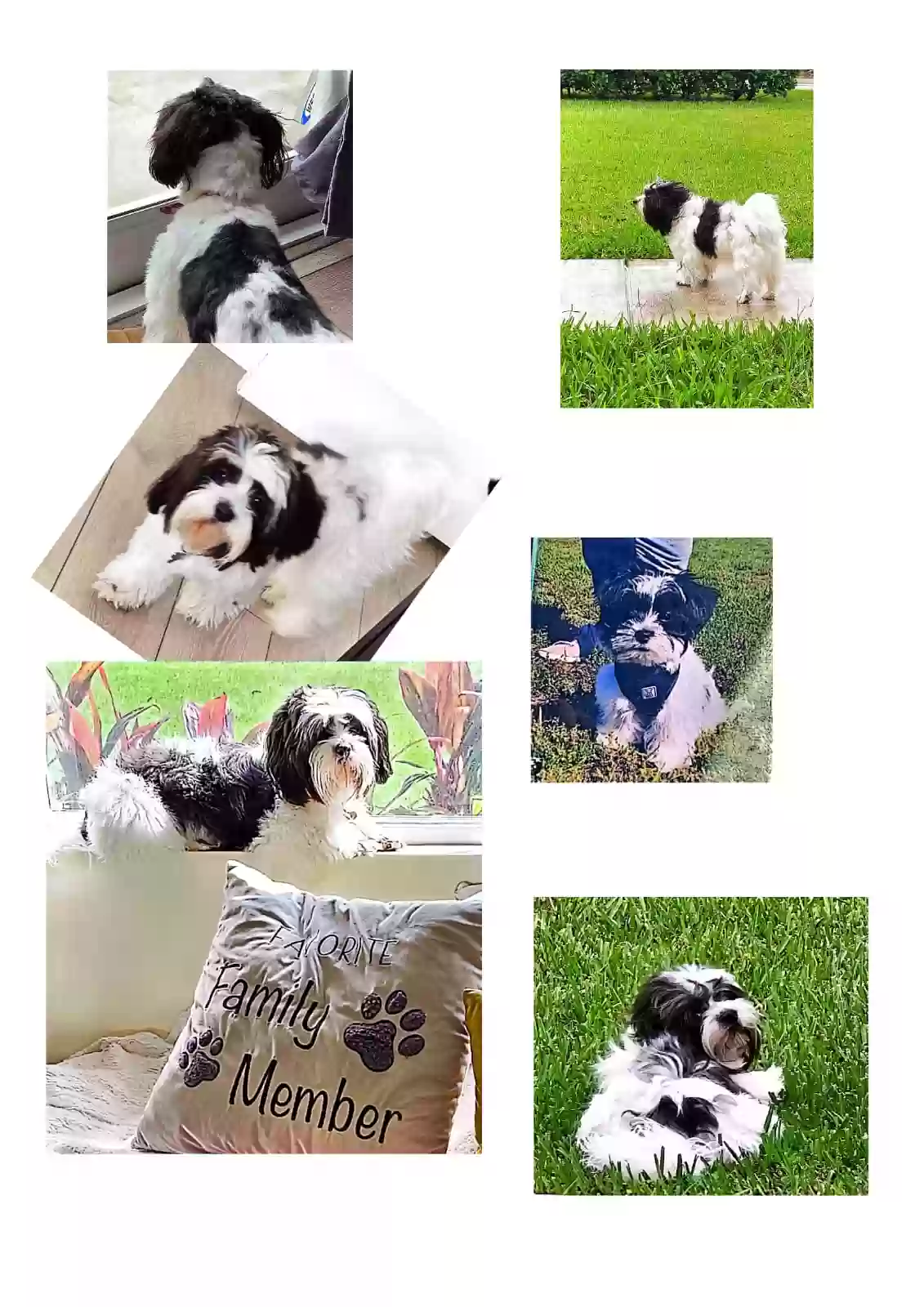 /lostandfound/images/lnfpets/original/170688_photo.webp