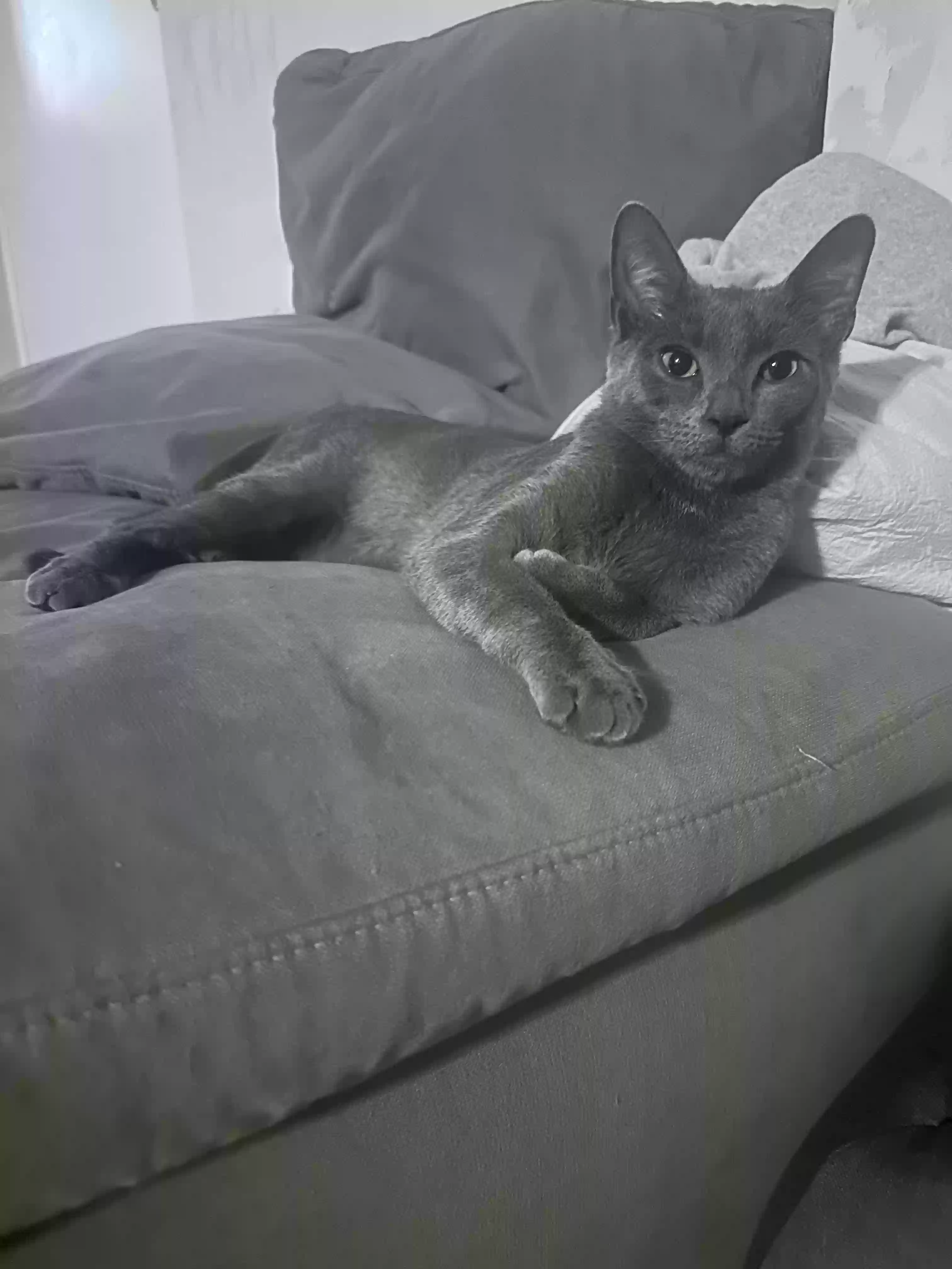 /lostandfound/images/lnfpets/original/170710_photo.webp