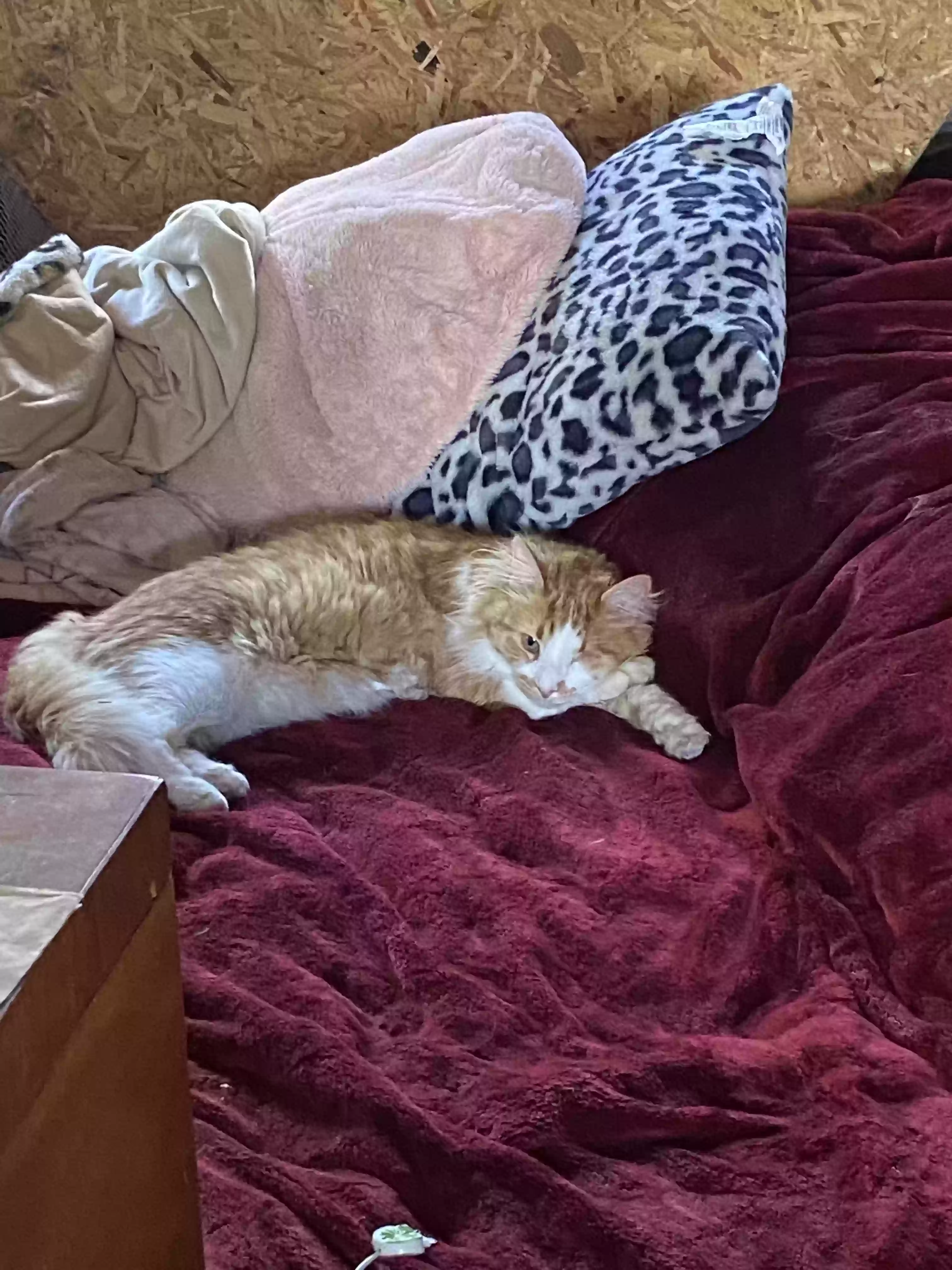 /lostandfound/images/lnfpets/original/170804_photo.webp