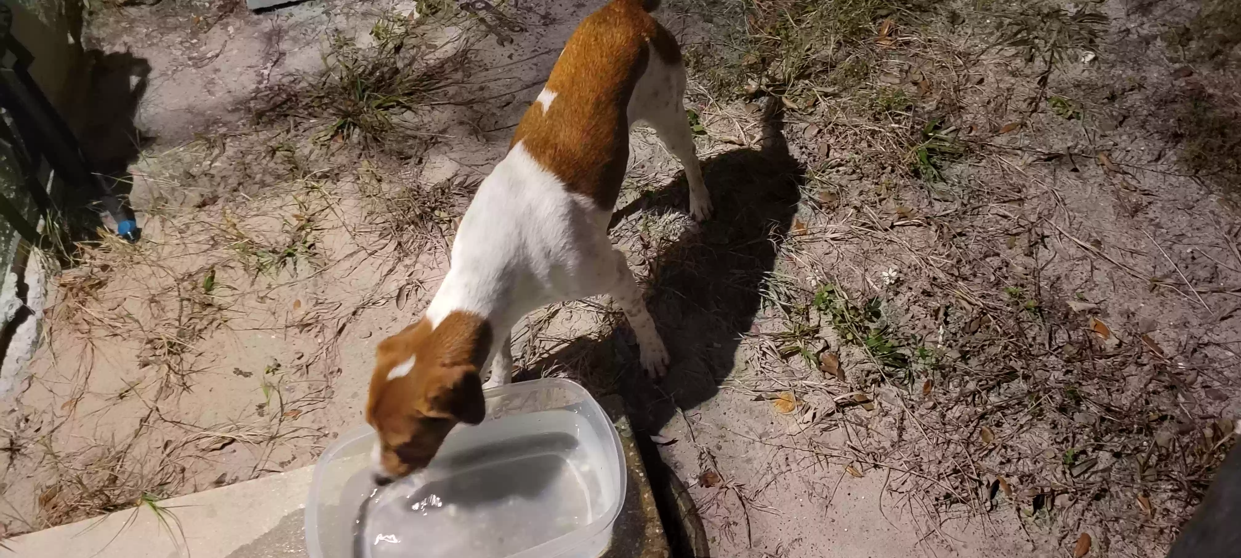 /lostandfound/images/lnfpets/original/170818_photo.webp